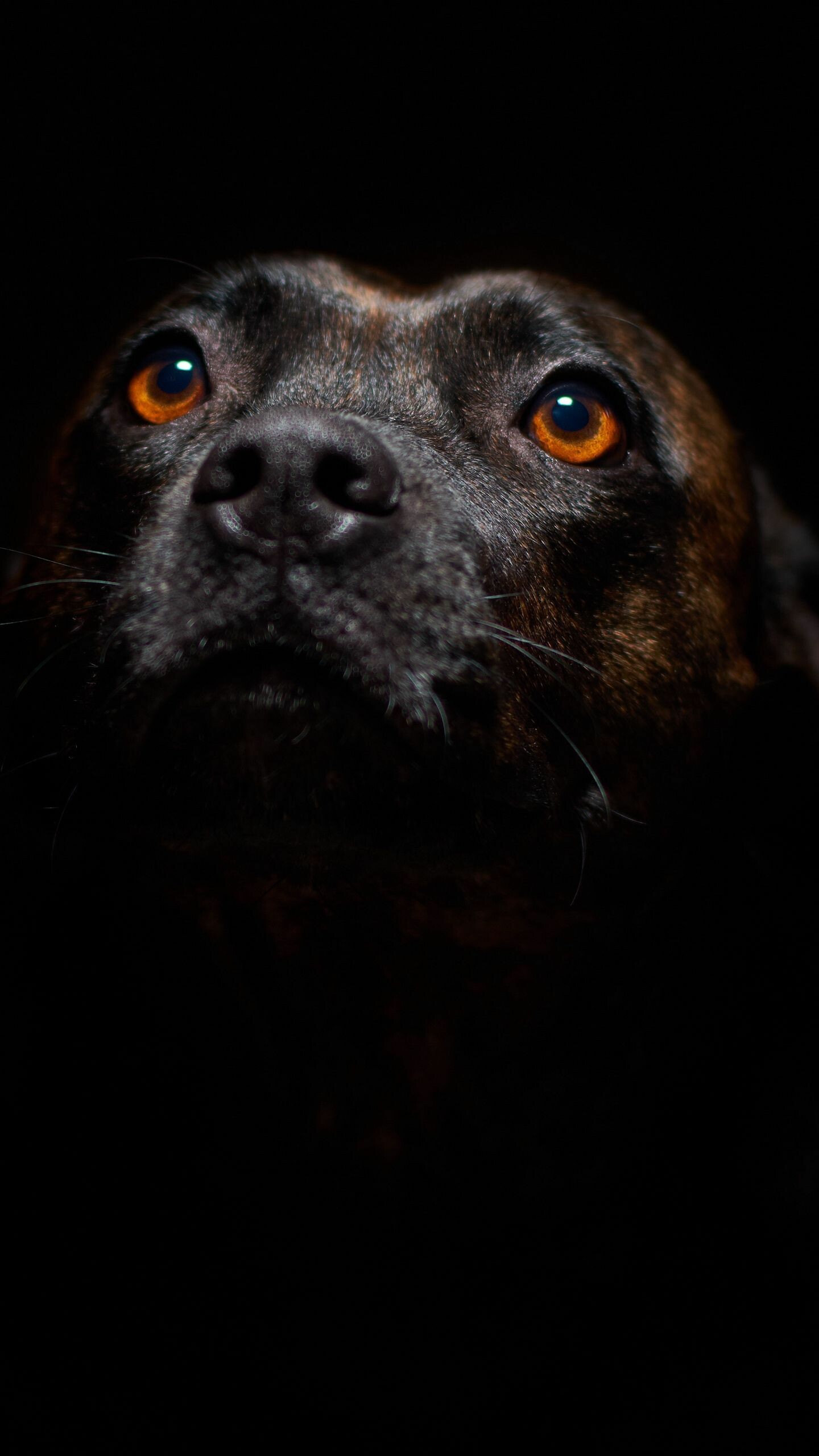 Dog: One of the first domesticated animals, Muzzle. 1440x2560 HD Background.