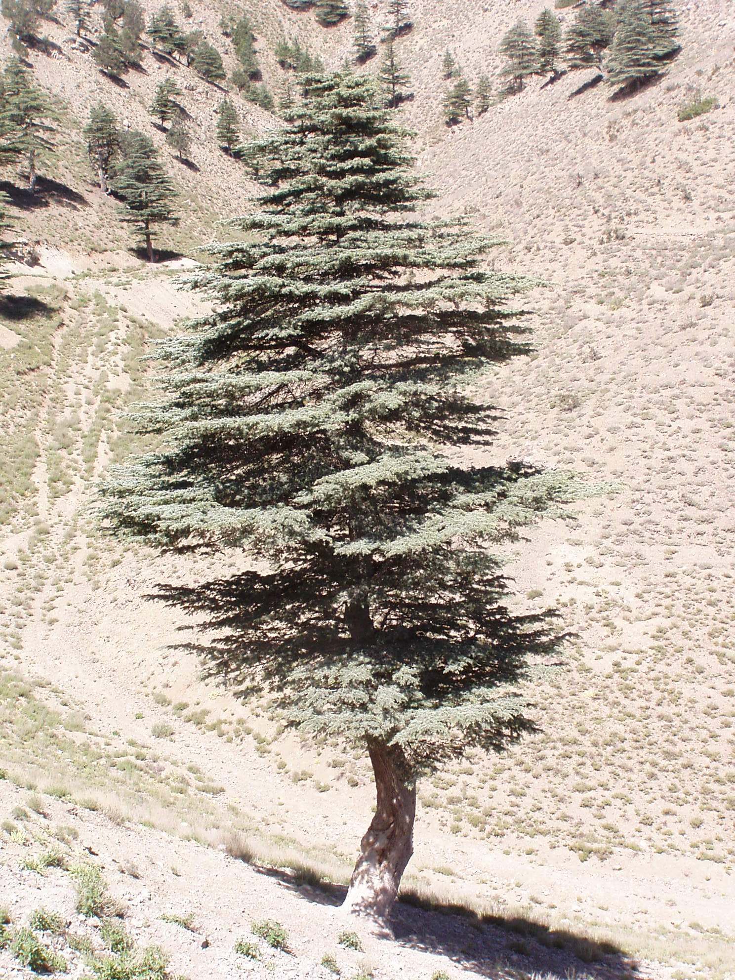 Cedar Tree, Paktia Afghanistan, Analysts Network, 1490x1990 HD Handy