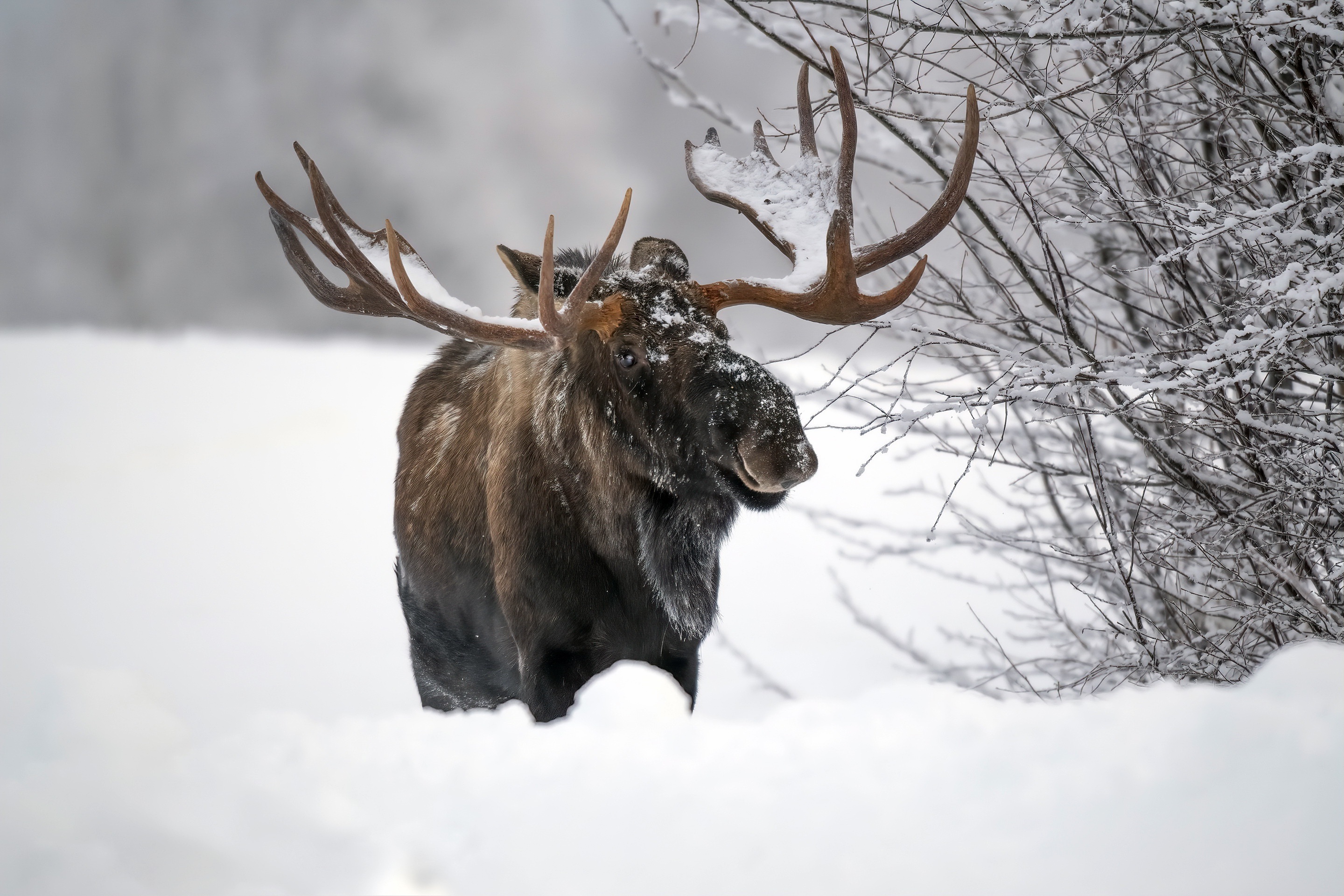 Majestic in snow, Vast winter landscapes, Serene wilderness, Arctic wonder, 2880x1920 HD Desktop