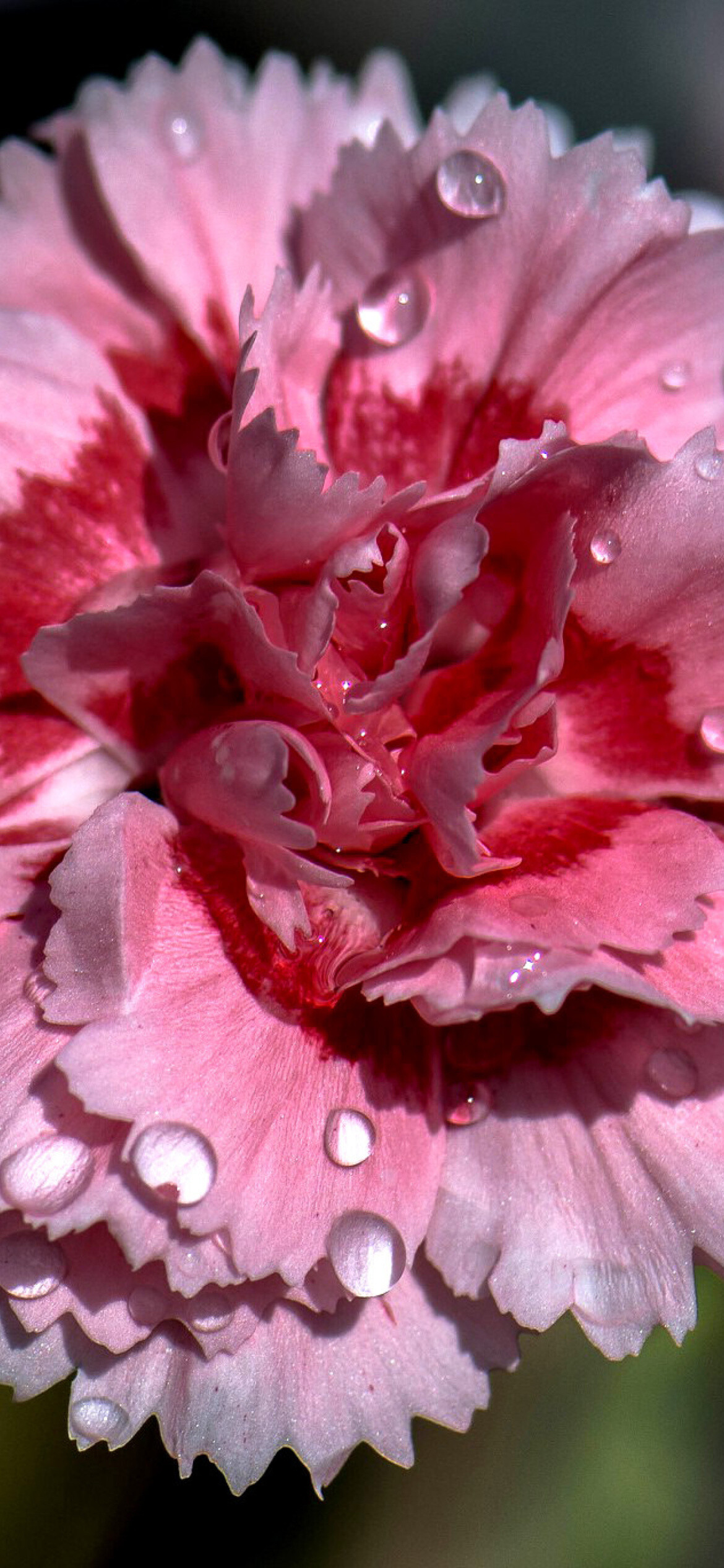 Carnation: There are two general groups, the border, or garden, carnations, and the perpetual flowering carnations, Petals. 1170x2540 HD Background.