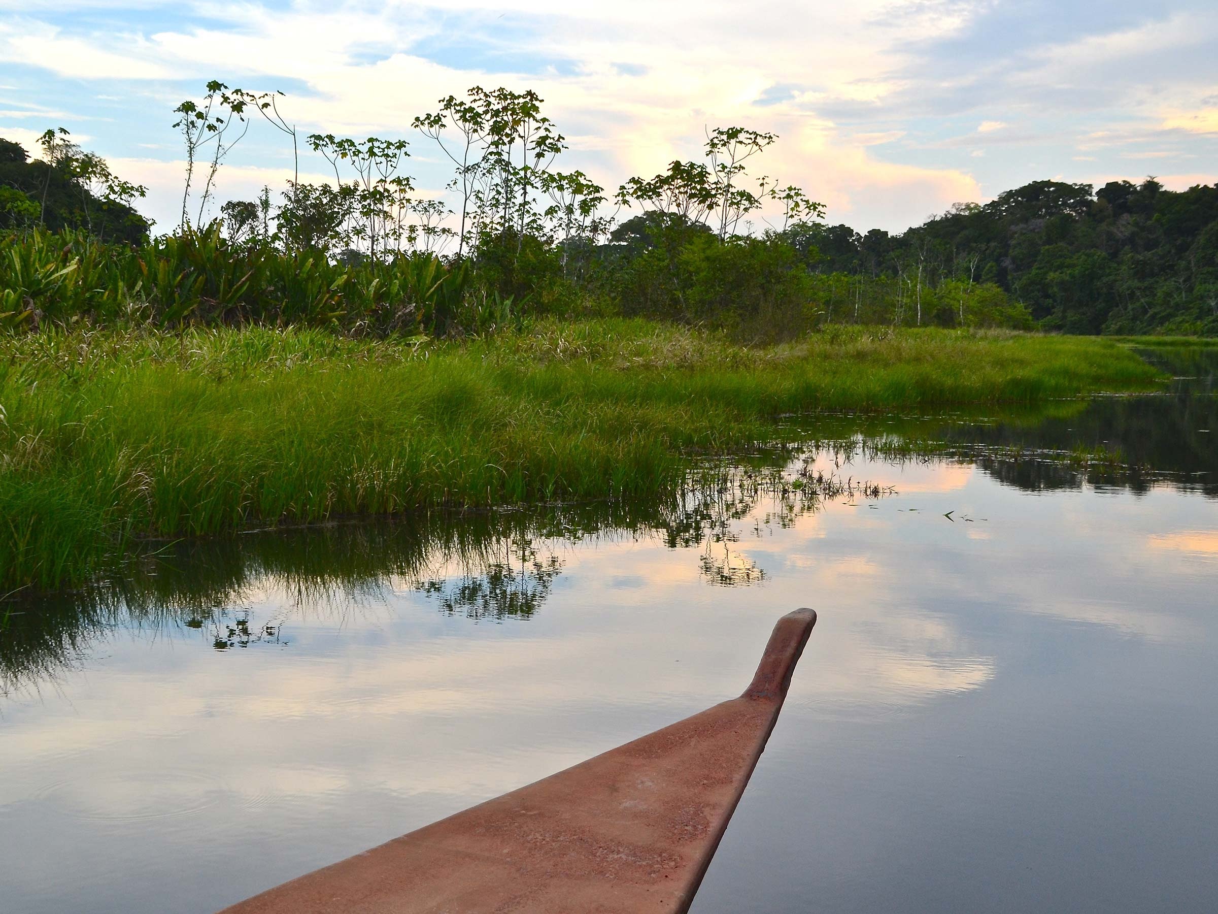 Manu National Park, Biodiverse rainforest, Exotic wildlife, Immersive jungle experience, 2400x1800 HD Desktop
