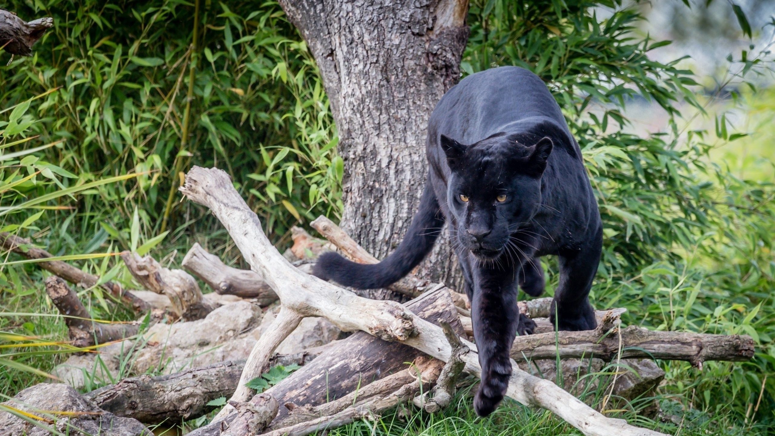 Black Panther (Animal): Large felines which come from the big cat family. 2560x1440 HD Wallpaper.