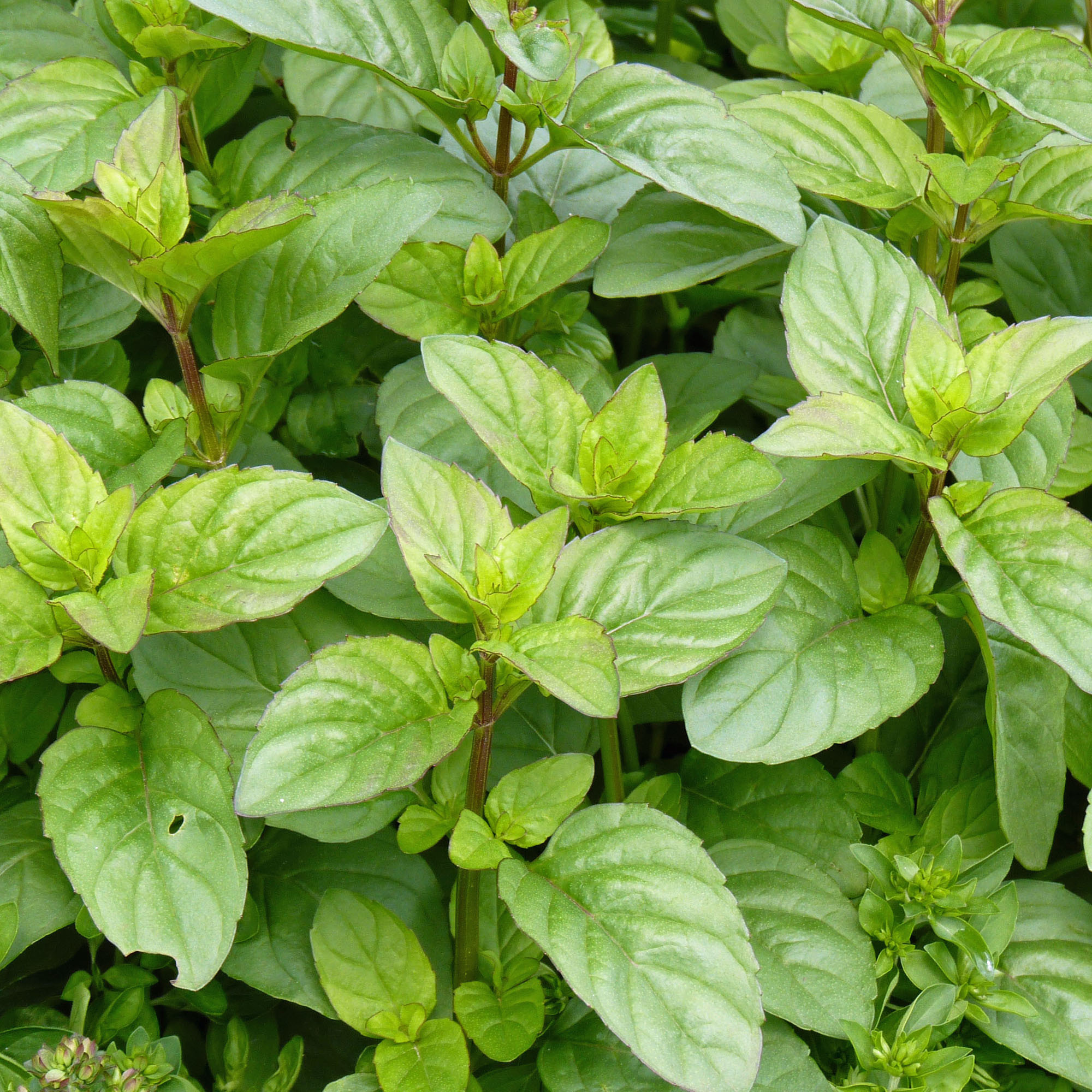 Mint Plant, Peppermint care, Planting tips, Fresh leaves, 2000x2000 HD Phone