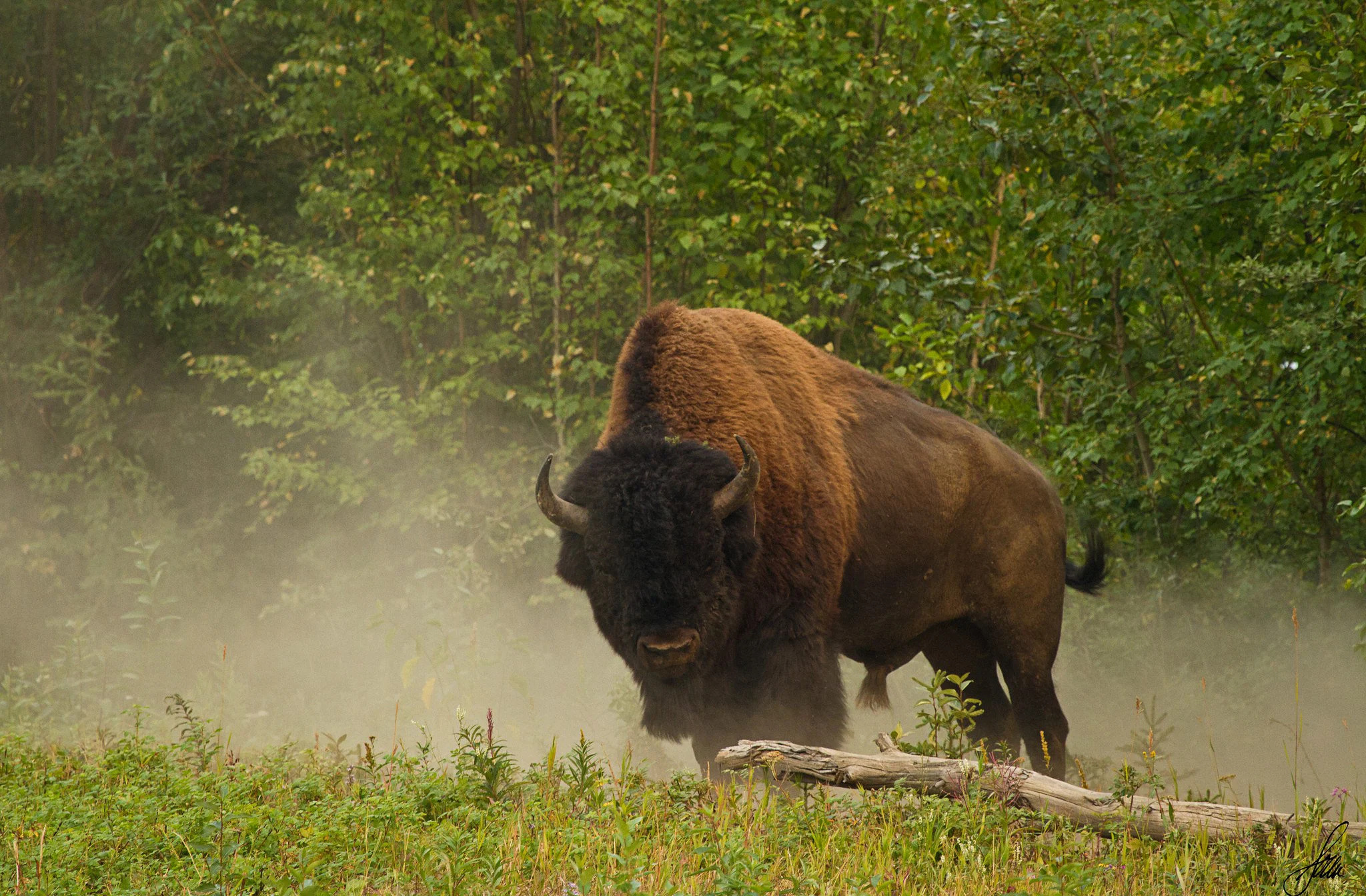 Bison's majestic presence, Nature's grandeur, Inspiring backgrounds, Wallpaper delight, 2050x1350 HD Desktop