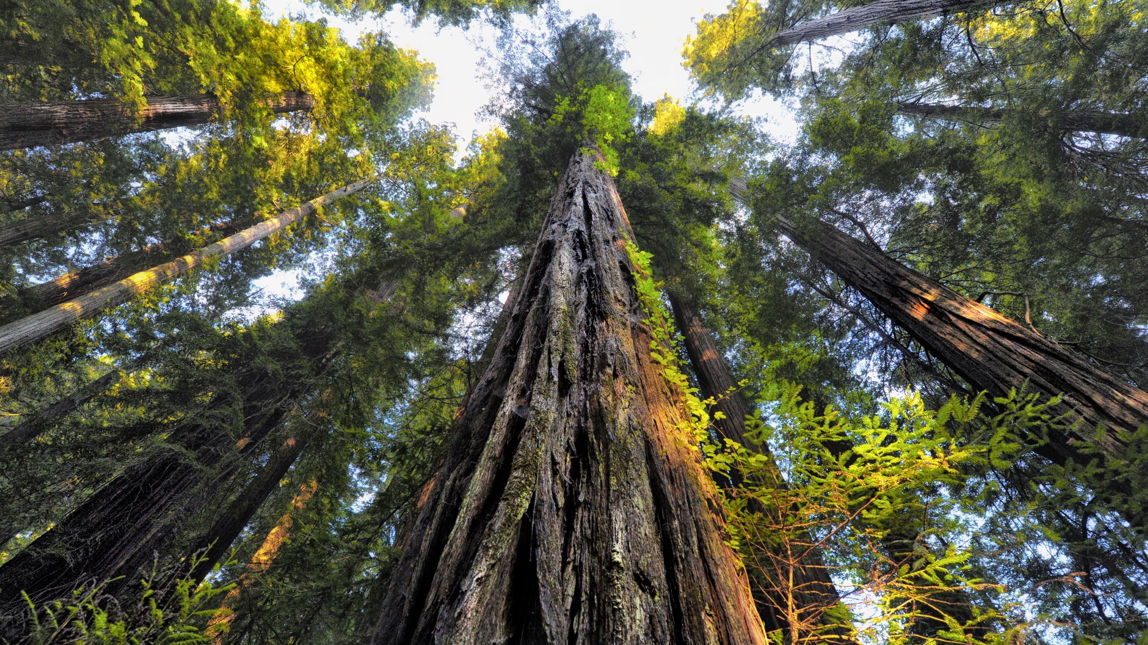 Redwood HD wallpapers, Breathtaking scenes, Nature's magnificence, Scenic wonders, 3840x2160 4K Desktop
