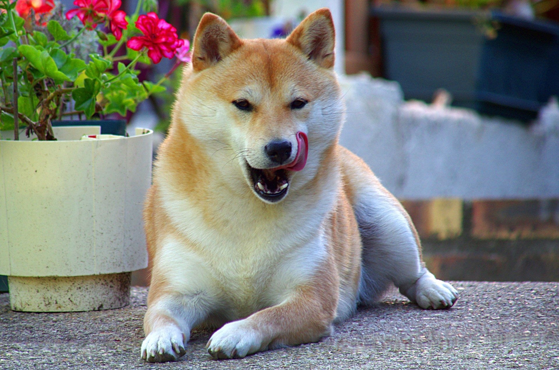Akita dog wallpaper, Akita breed, Beautiful dog, Loyal companion, 1920x1280 HD Desktop