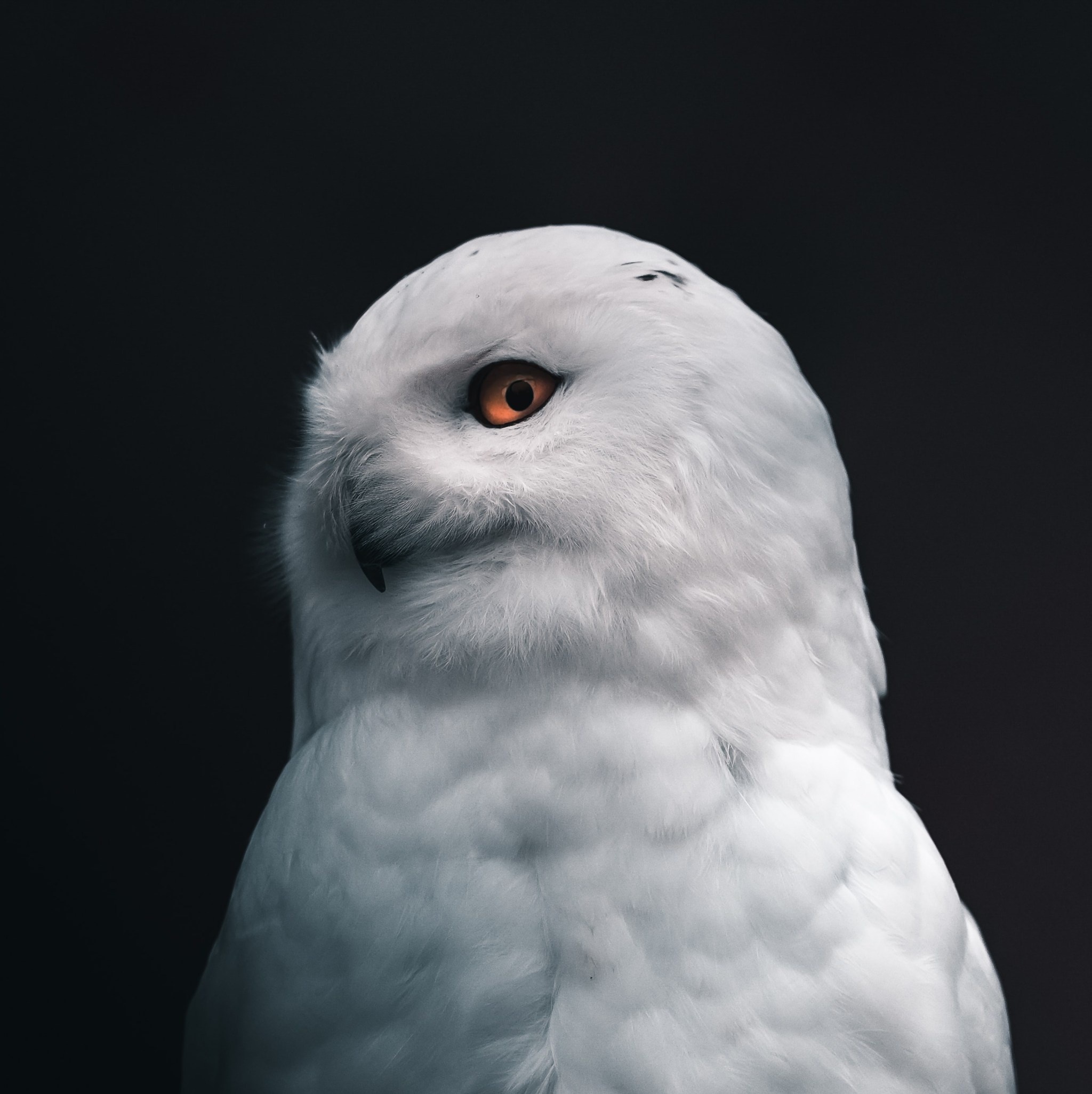 Hedwig: Was purchased by Rubeus Hagrid at the Eeylops Owl Emporium. 2050x2060 HD Wallpaper.