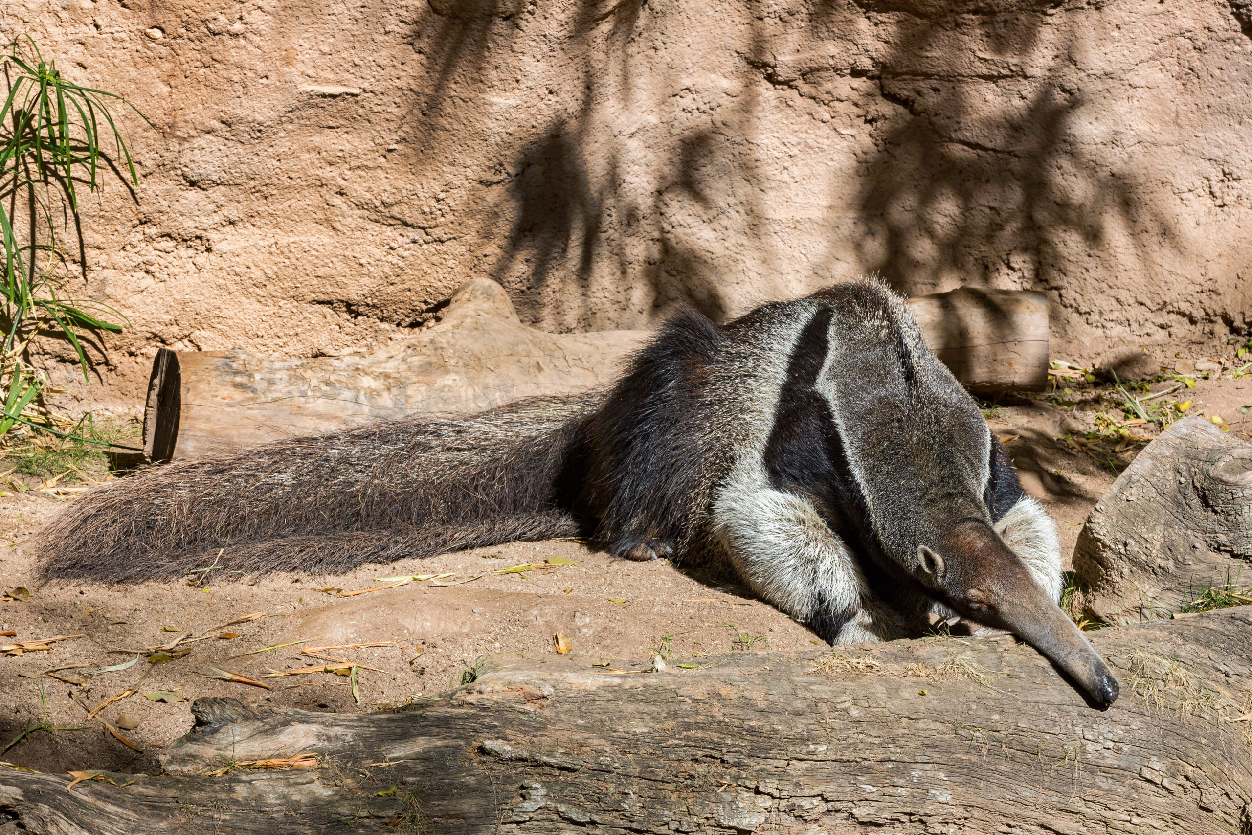 Anteater sleep, Reid park zoo, Giant anteater, Animals, 2560x1710 HD Desktop