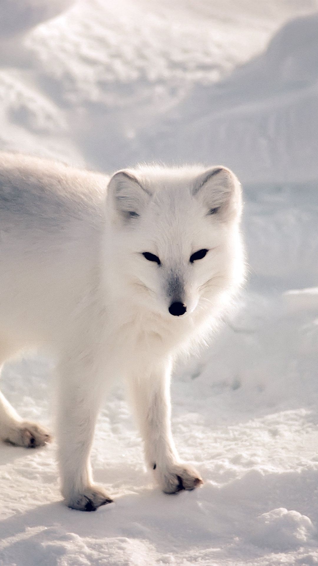 Snowy winter animal, Arctic fox beauty, iPhone wallpaper, Nature's gift, 1080x1920 Full HD Phone