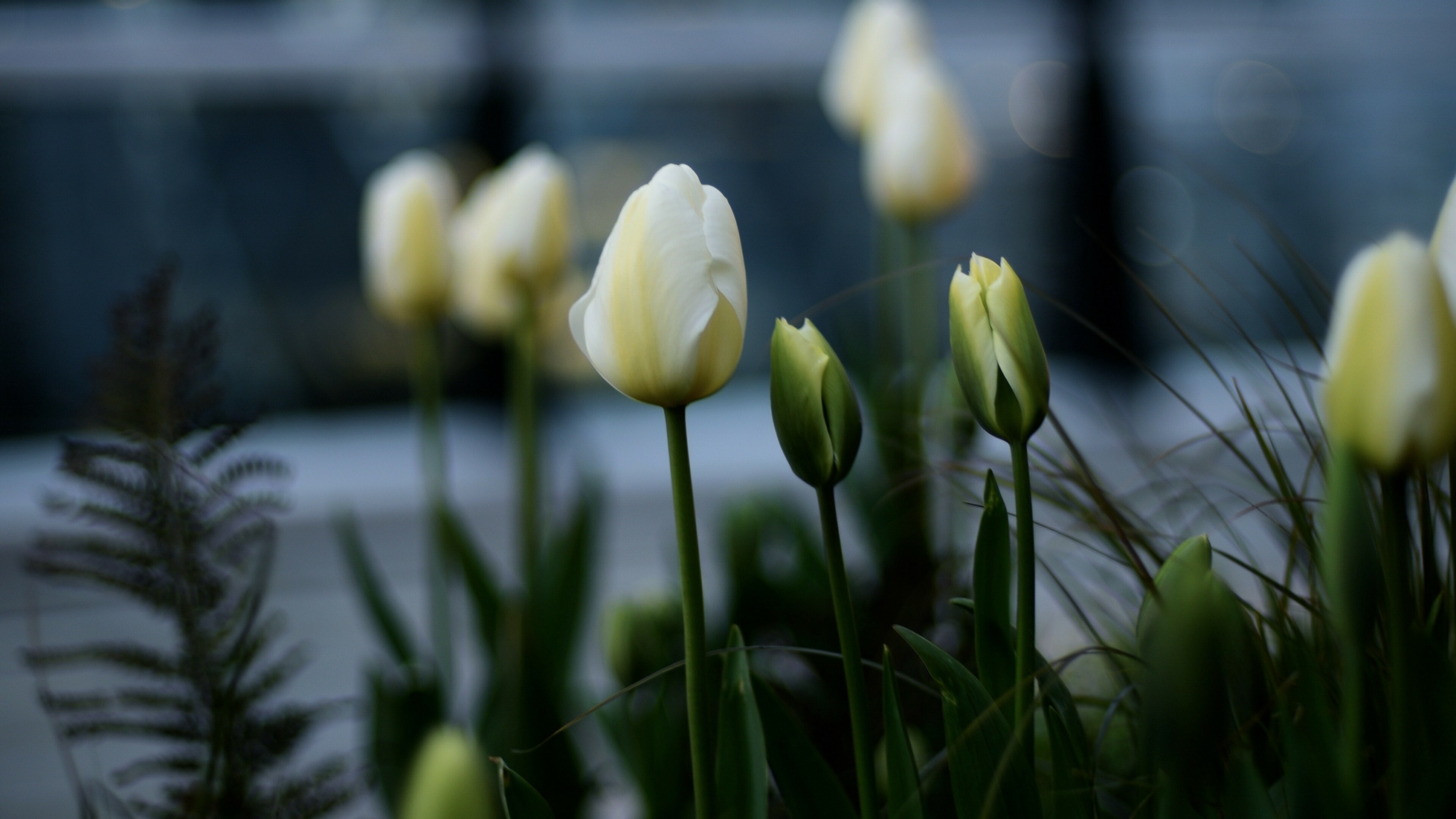 Tulip: White Flowerbed, Flowering plant. 3840x2160 4K Background.