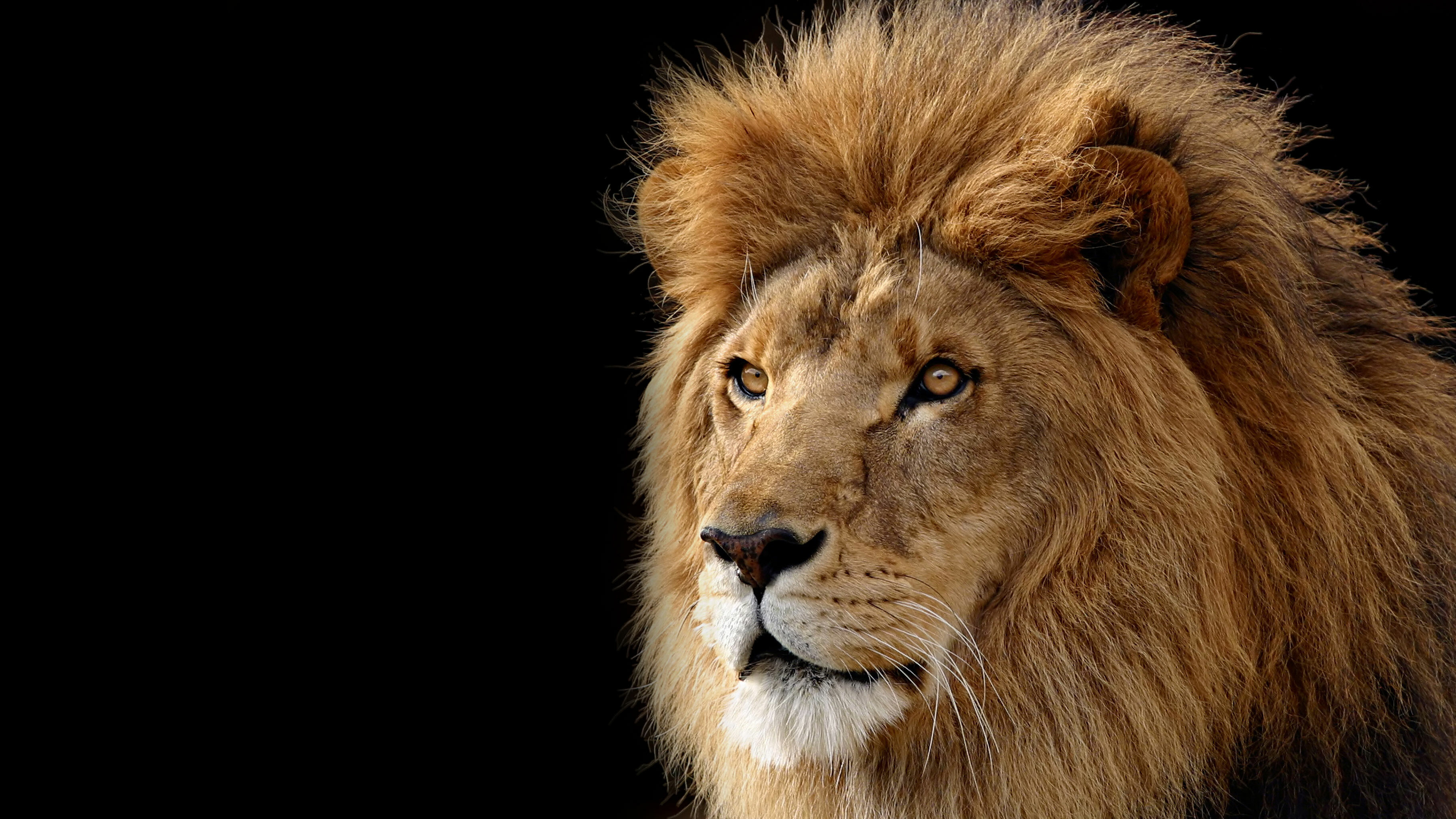 Lion: The male lion's mane is the most recognizable feature of the species. 3650x2050 HD Background.