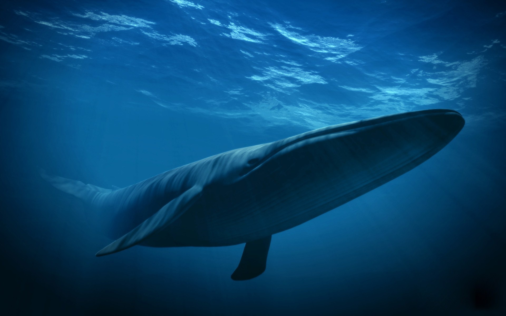 Blue Whale, Largest animal, Desktop wallpaper, 8wallpapers, 1920x1200 HD Desktop