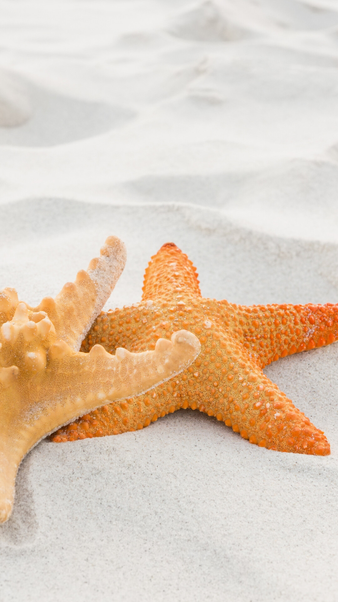 Starfish: https://wallpapersmug.com/download/3840x2160/4f28a2/close-up-sand-starfish.jpg. 1080x1920 Full HD Wallpaper.
