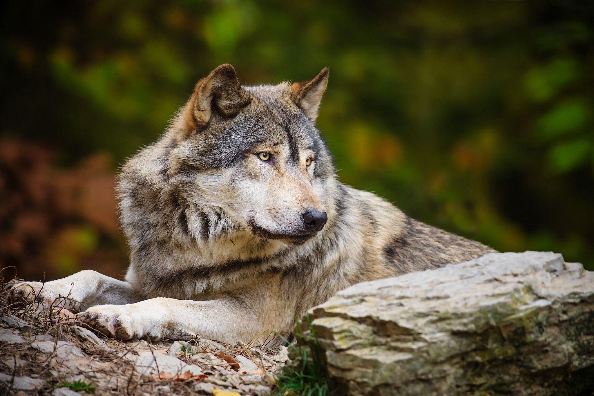 Gray Wolf: A wild animal living in packs, The alpha male, The ability to pursue prey at 60 km per hour. 2050x1370 HD Wallpaper.