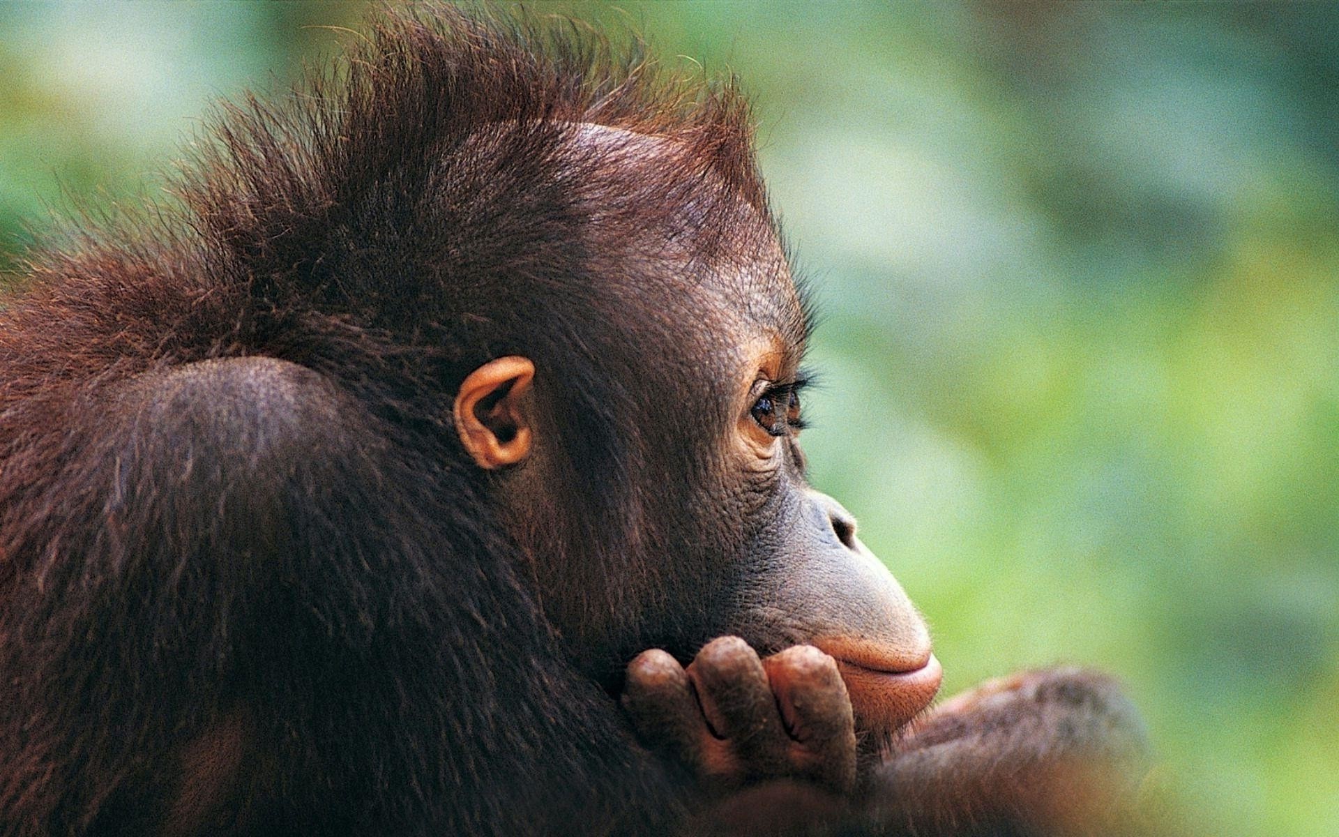 Chimpanzee, Cute monkey wallpaper, Adorable pictures, Animal sweetness, 1920x1200 HD Desktop