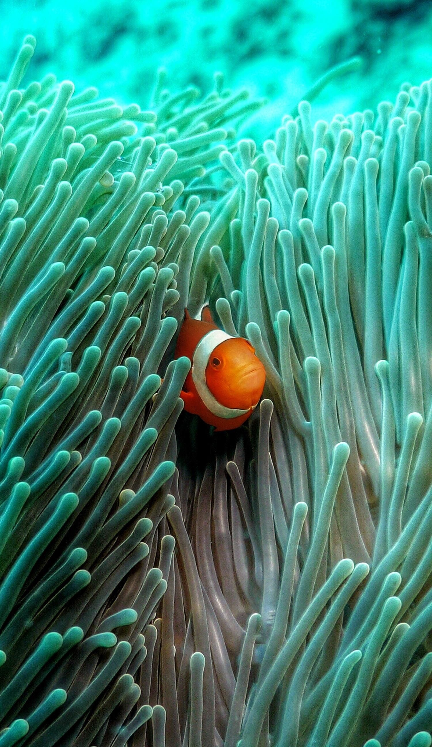 Underwater bliss, Beautiful sea creatures, Stunning wallpaper, Fish wonders, 1500x2600 HD Handy