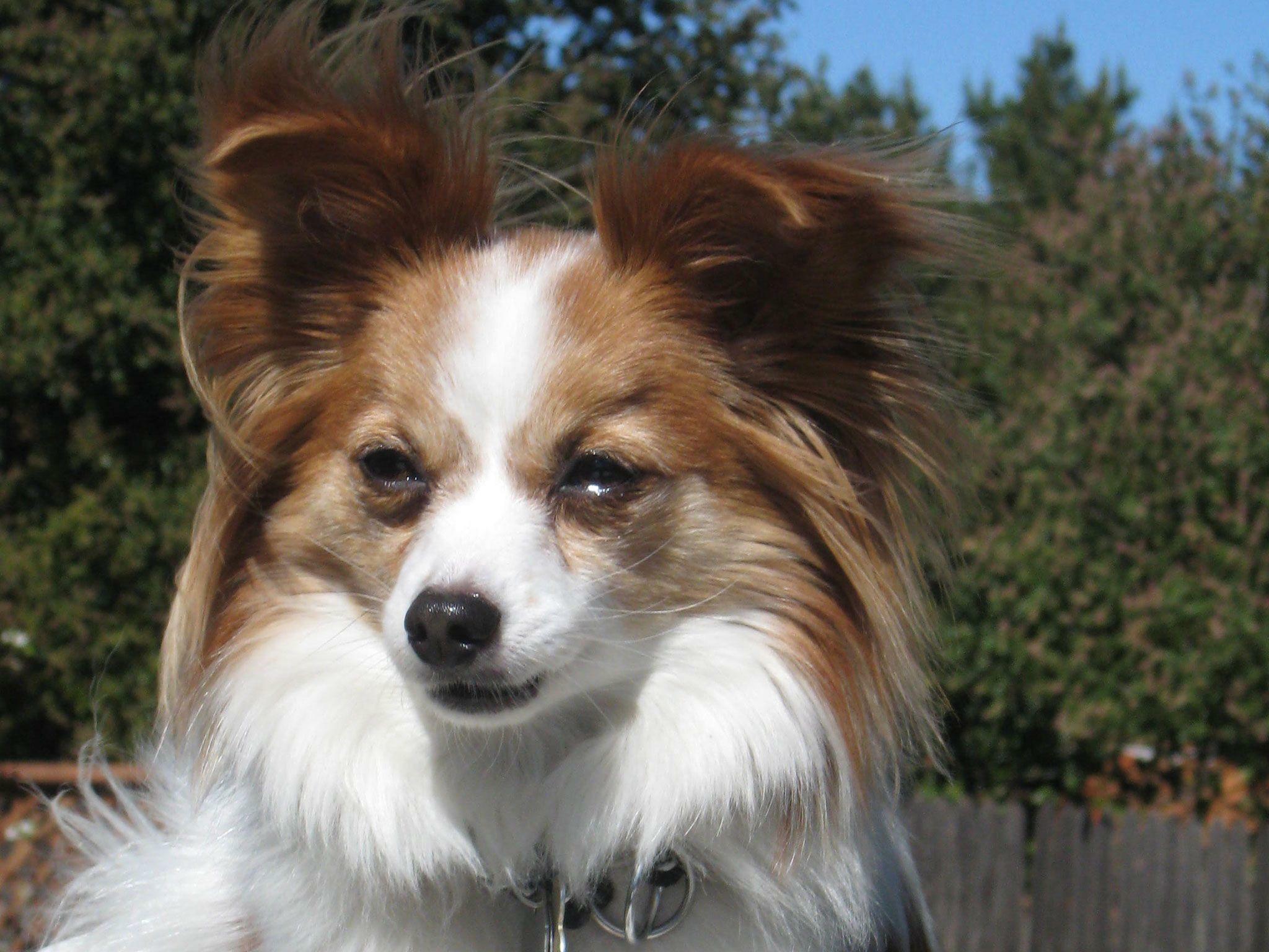 Papillon Dog: The most iconic aspect of the breed are their ears. 2050x1540 HD Background.