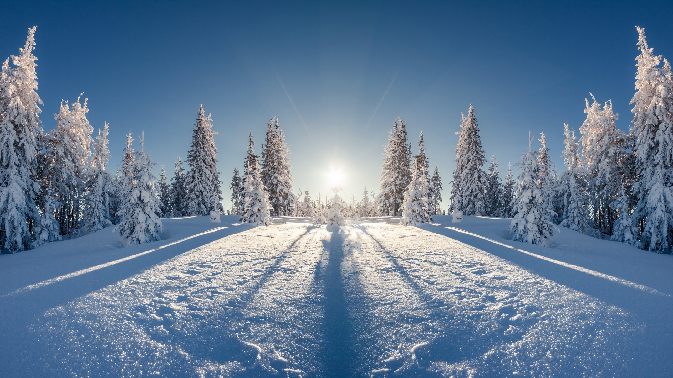 Snow, Winter forest wallpaper, Snowy trees, Nature's winter beauty, 2560x1440 HD Desktop
