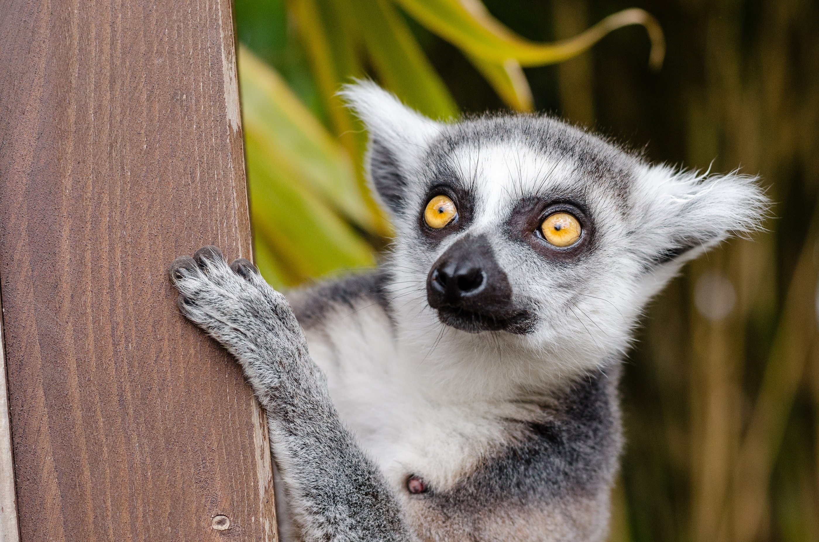White lemur on brown surface, Free stock photo, Nature's harmony, Ring Tailed Lemur, 2800x1860 HD Desktop