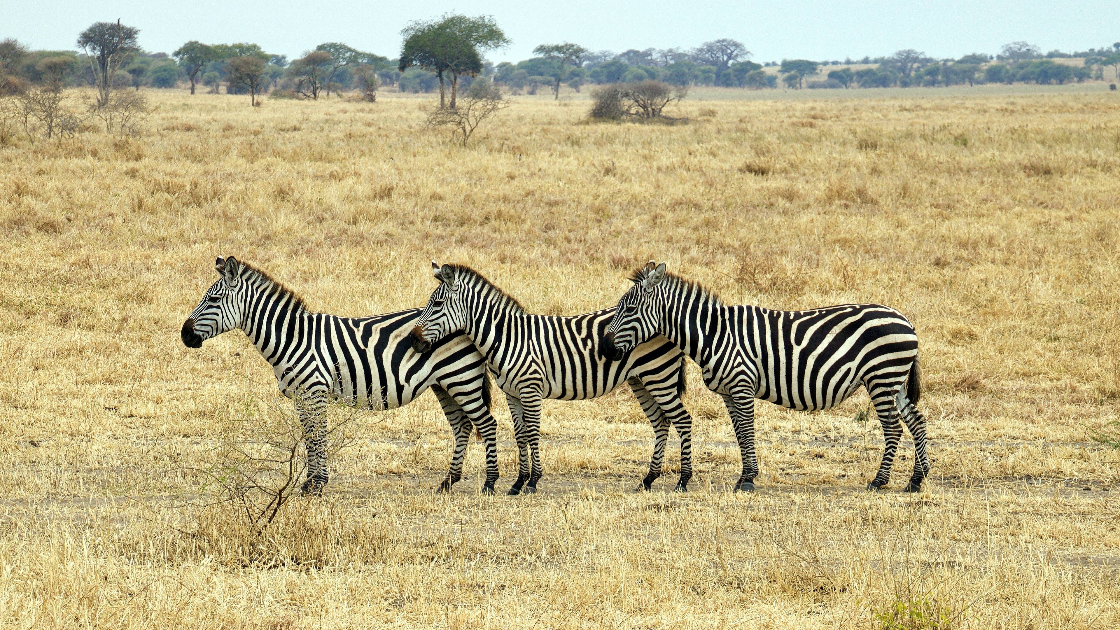 Desktop hintergrundbilder, Zebra, Nature's creation, Stunning imagery, 3840x2160 4K Desktop