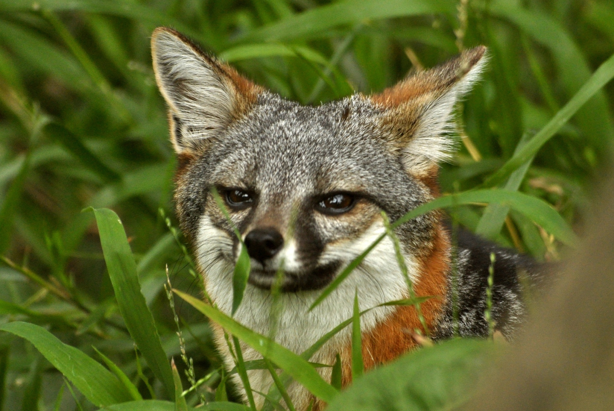 Gray Fox: Urocyon littoralis, A primarily nocturnal or crepuscular mammal, Omnivore. 2100x1410 HD Background.