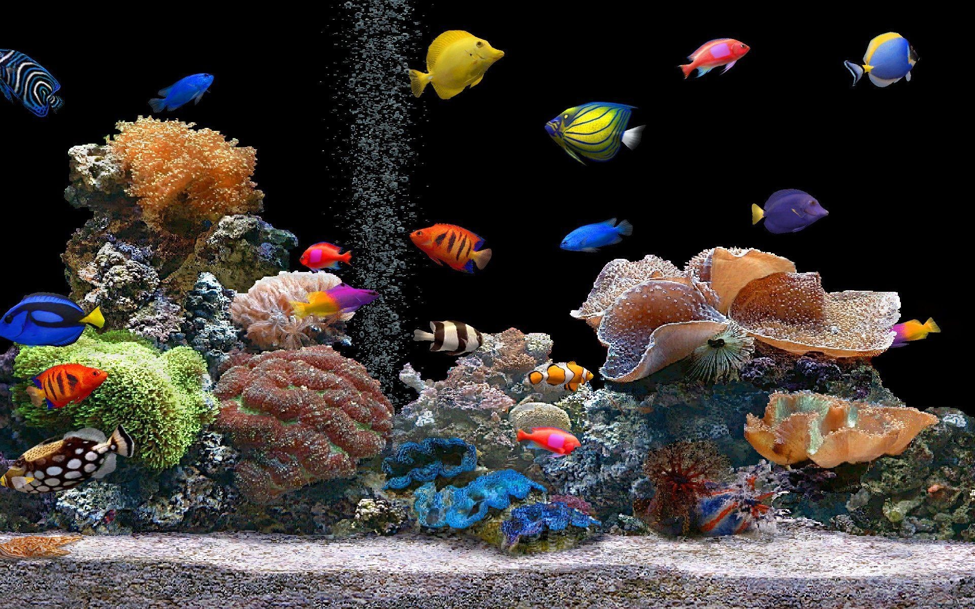 Aquarium, Fish species, Vibrant marine life, Tranquil underwater scene, Colorful beauty, 1920x1200 HD Desktop