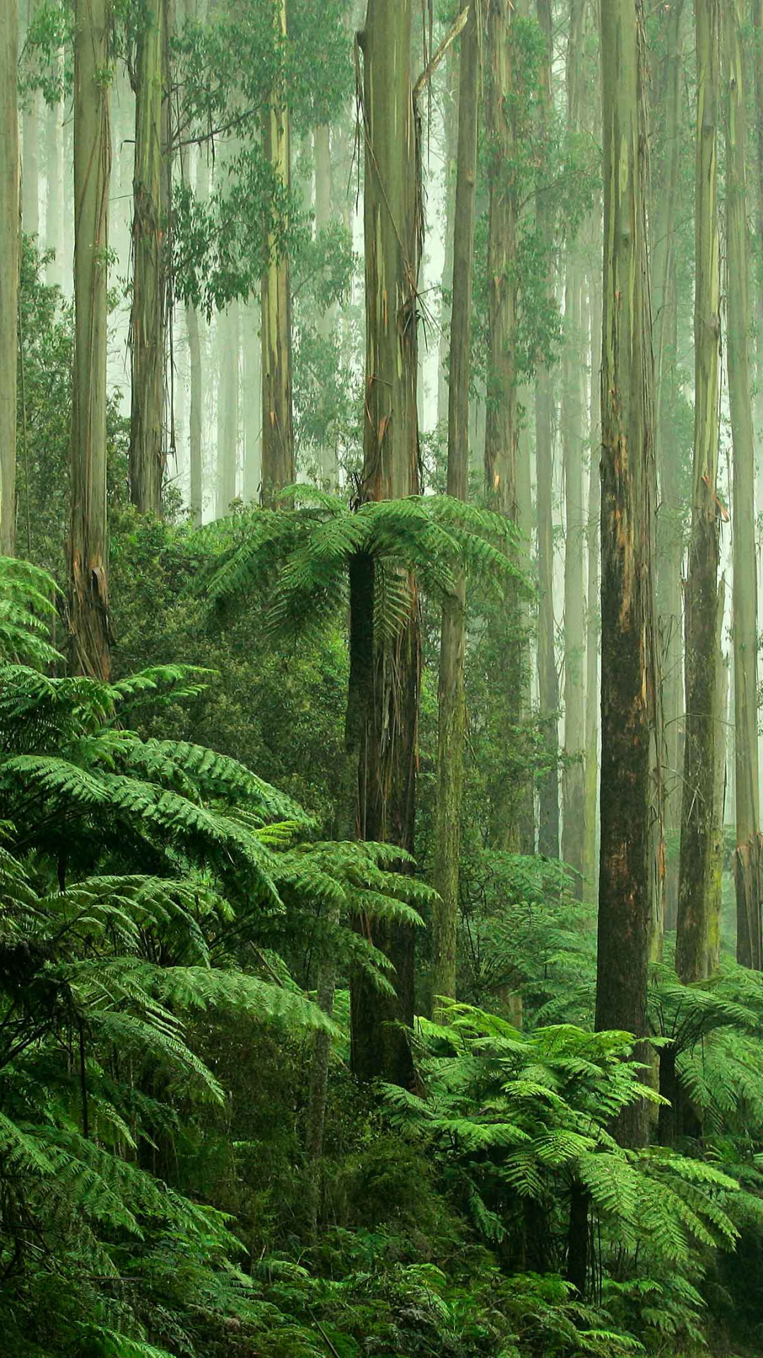 Atemberaubende Regenwald-Hintergrundbilder-Kollektion, 1080x1920 Full HD Handy