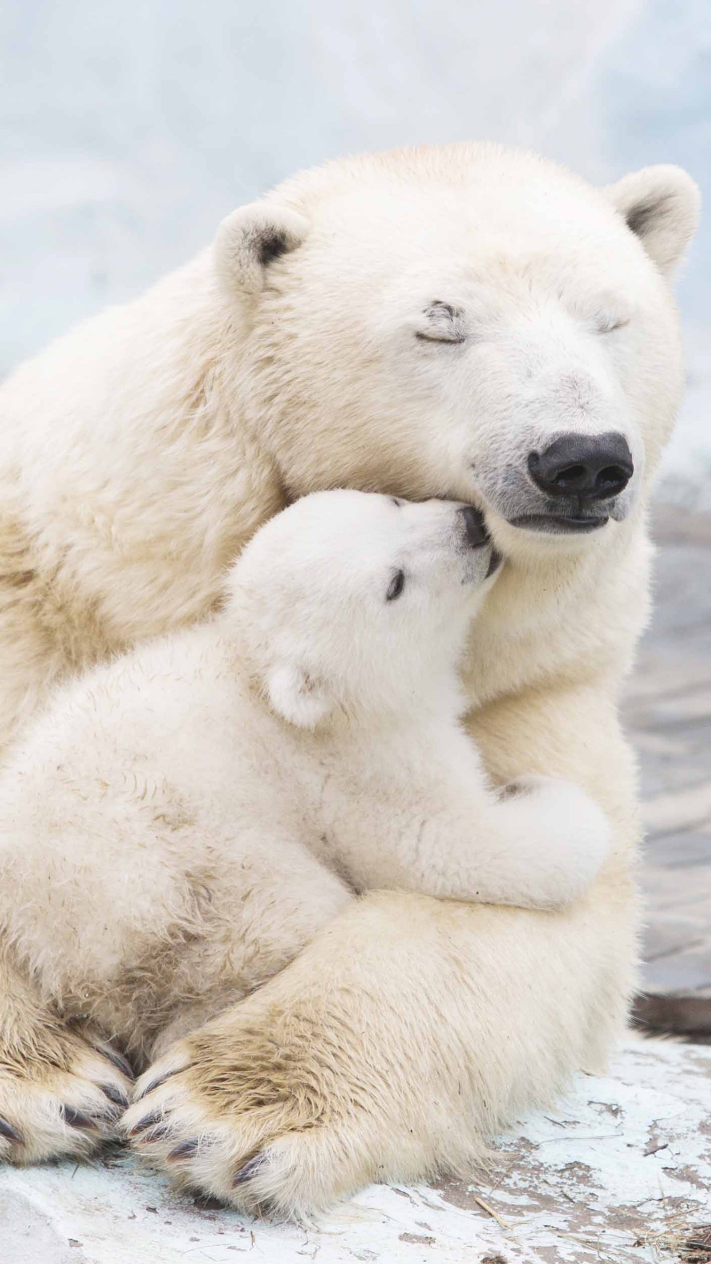 Awe-inspiring bears, Adorable animals, Arctic beauty, Animal kingdom delights, 1440x2560 HD Phone