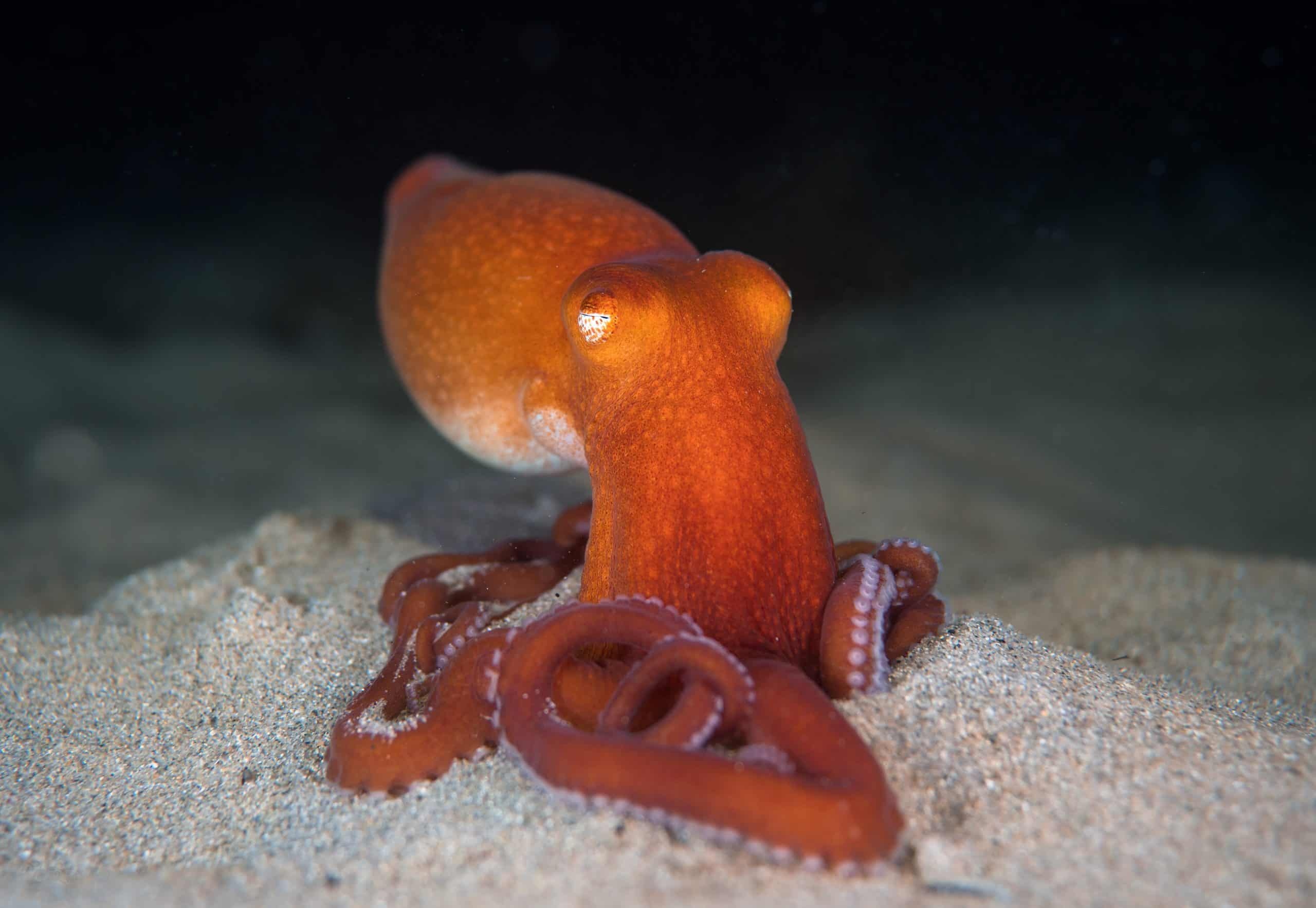 Southern sand octopus, Largest fan club, Octonation's passion, Celebrating cephalopods, 2560x1770 HD Desktop