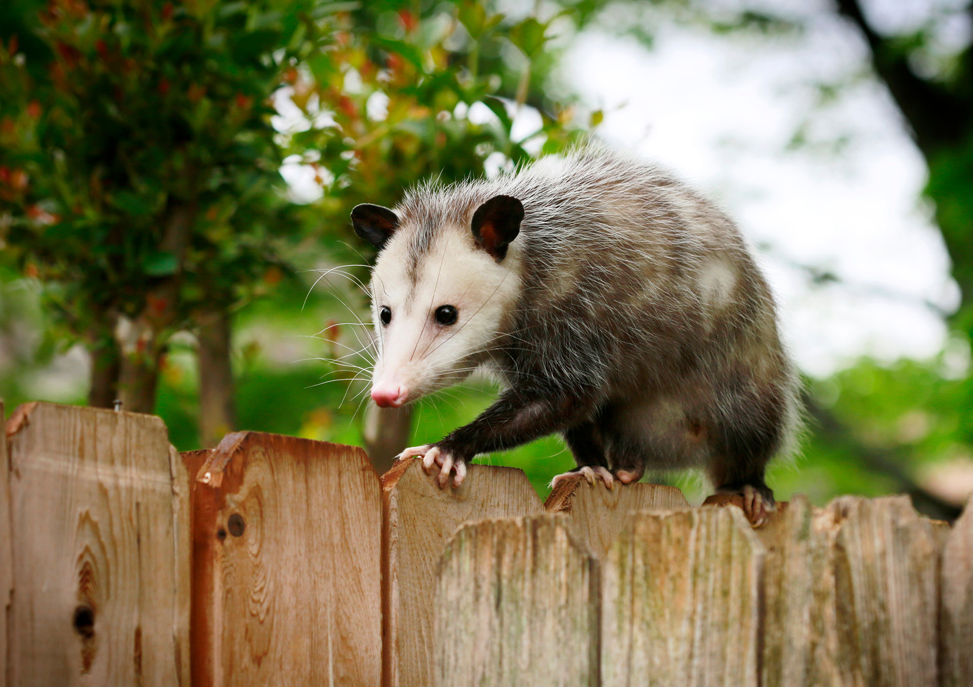 Opossums on the farm, Friend or foe debate, Agriculture challenges, Wildlife interactions, 2000x1420 HD Desktop