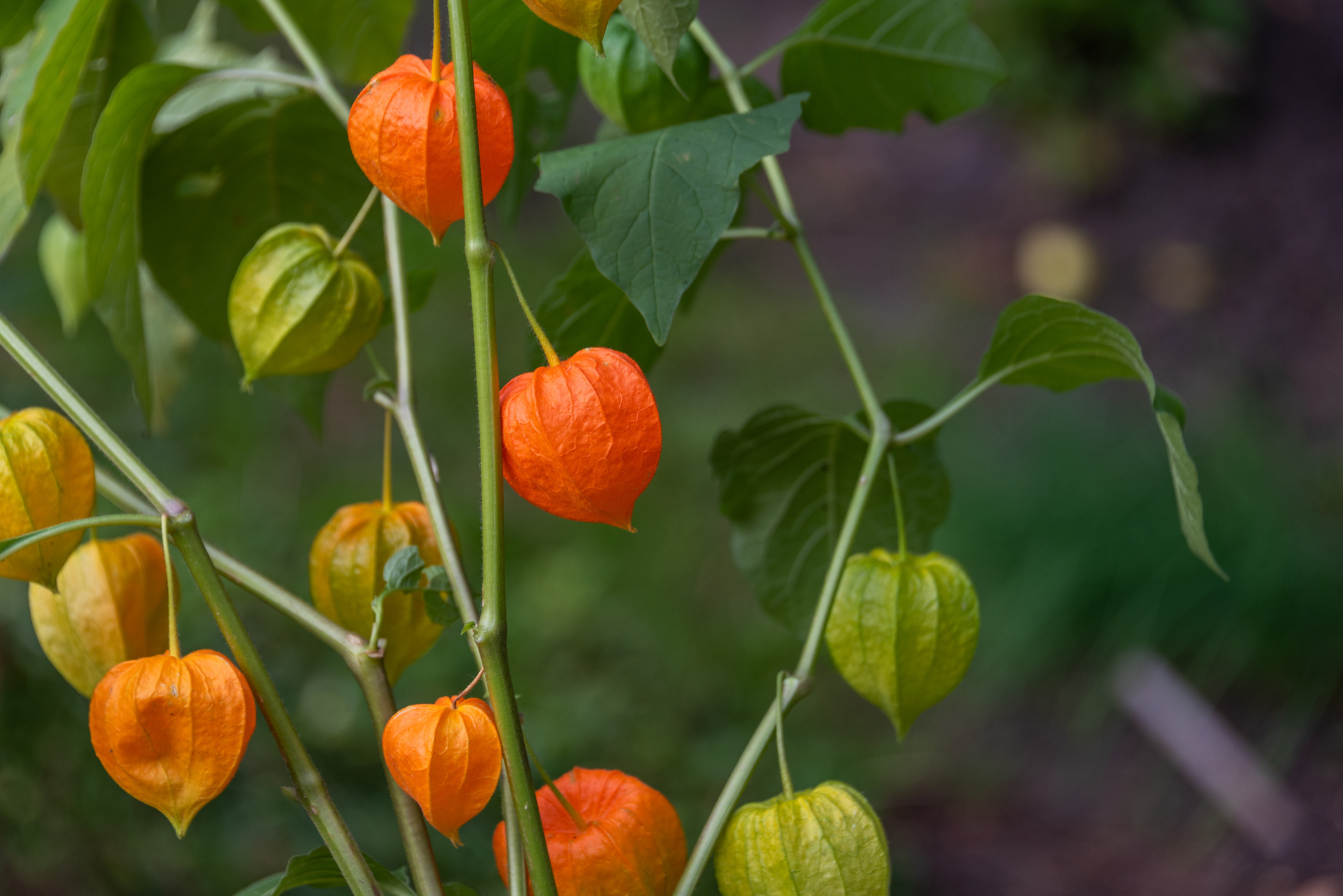 Physalis: Tomatillo, a plant of the nightshade family. 2120x1420 HD Wallpaper.
