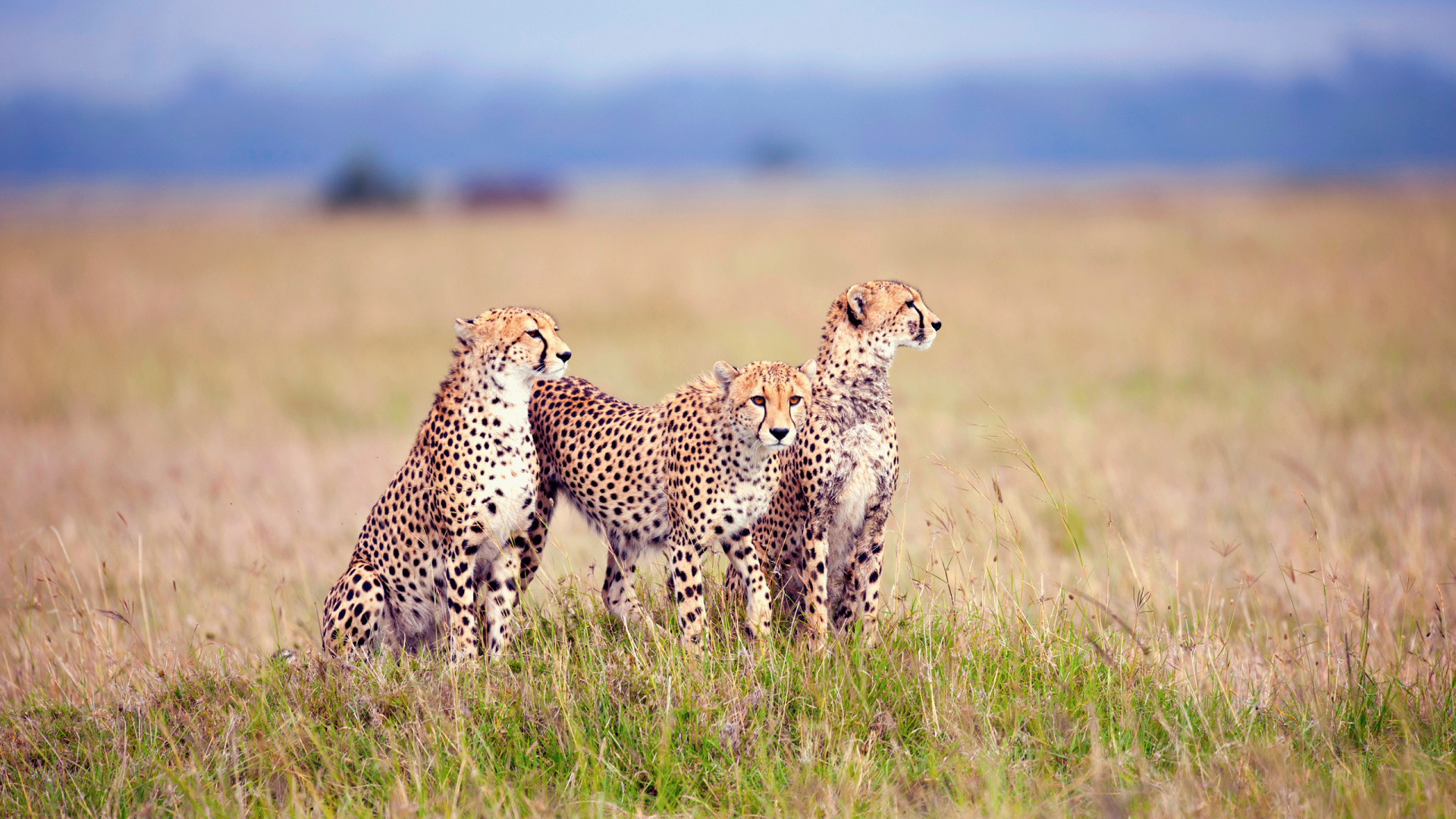 Serengeti National Park, Full HD lion wallpapers, Free lion backgrounds, Wildlife photography, 1920x1080 Full HD Desktop