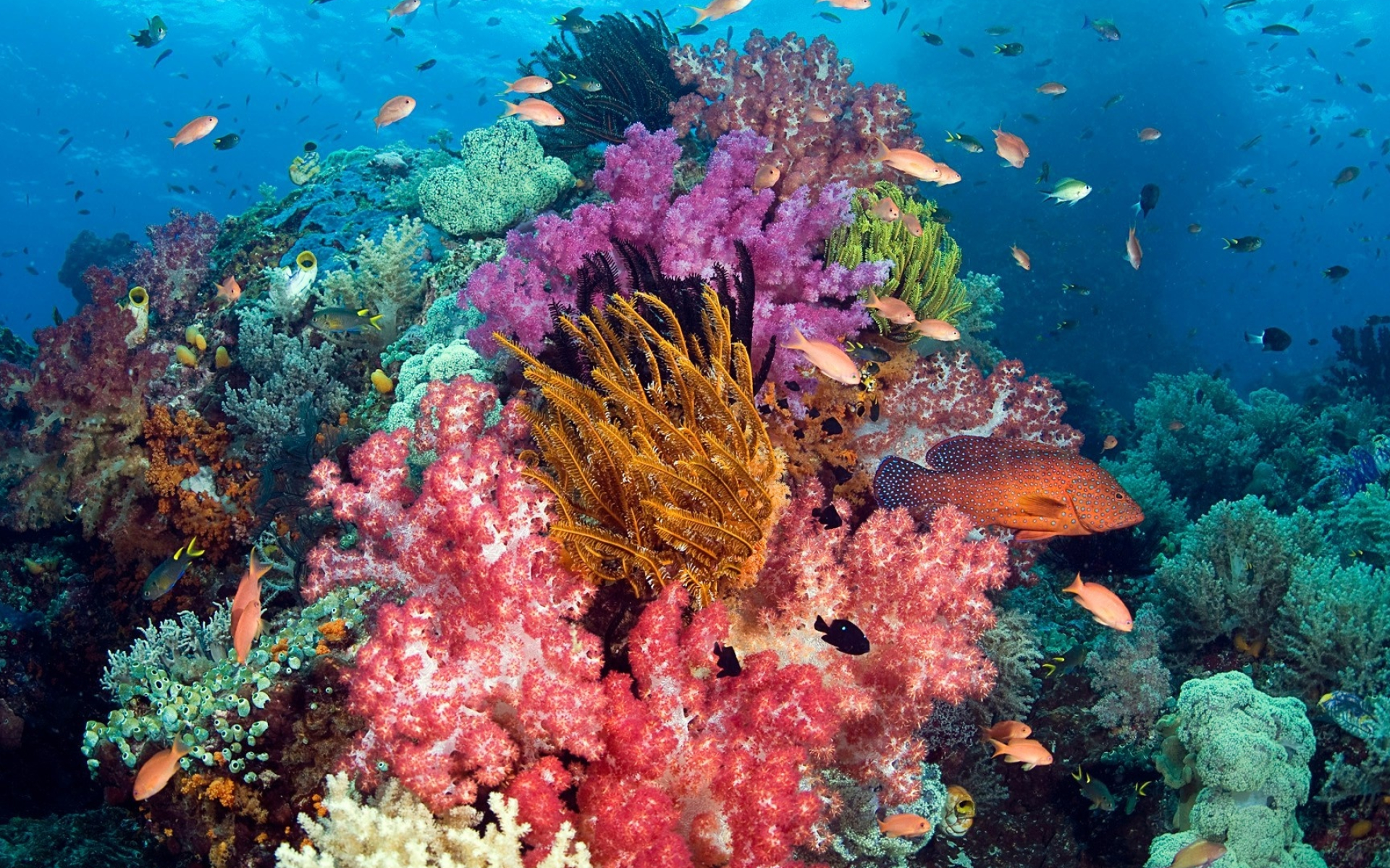 Coral Sea, Photo habitat, Stony coral, Free pictures, 1920x1200 HD Desktop