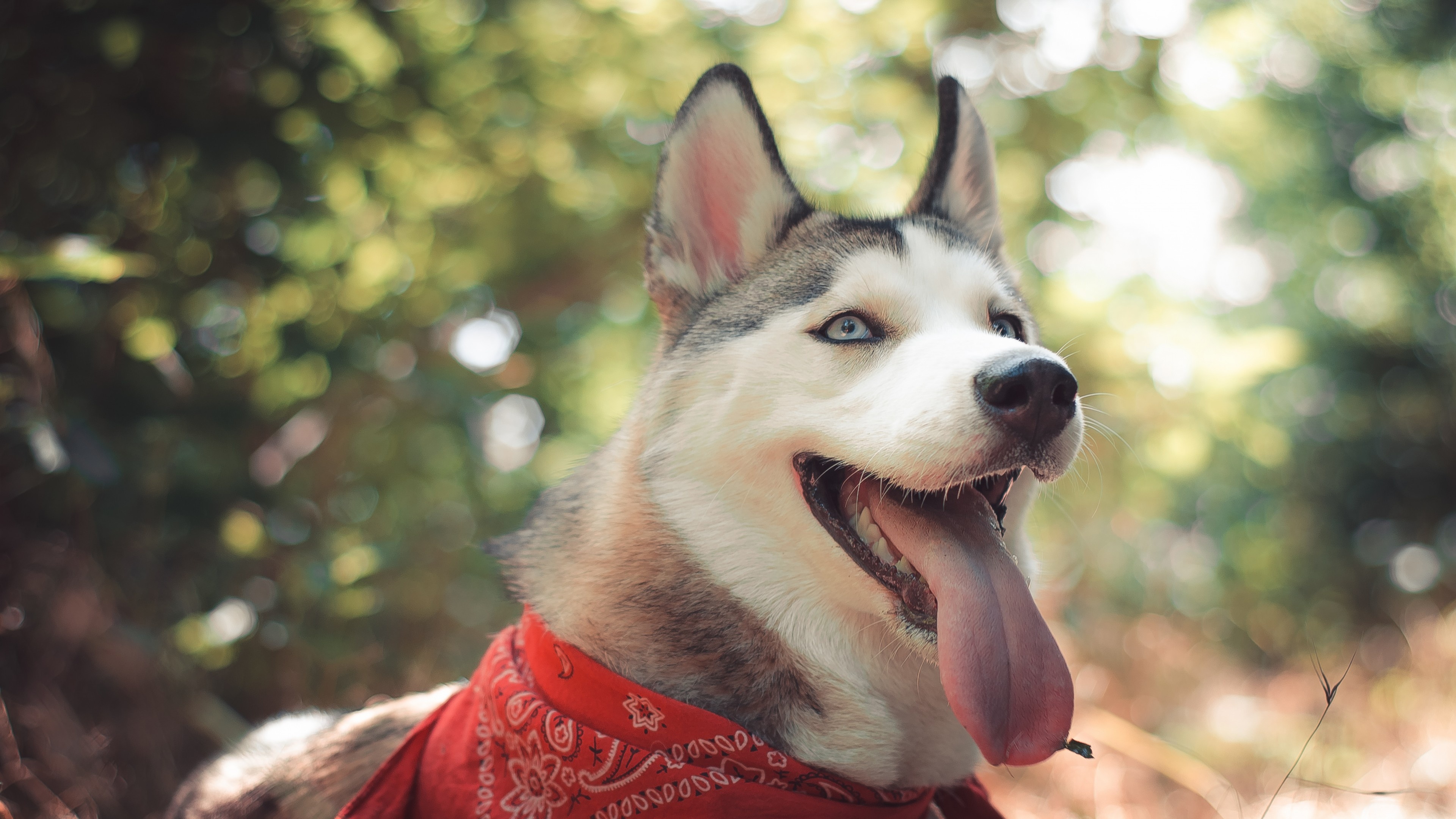 Husky dog wallpaper, Cute animals, Funny animals, High-quality, 3840x2160 4K Desktop