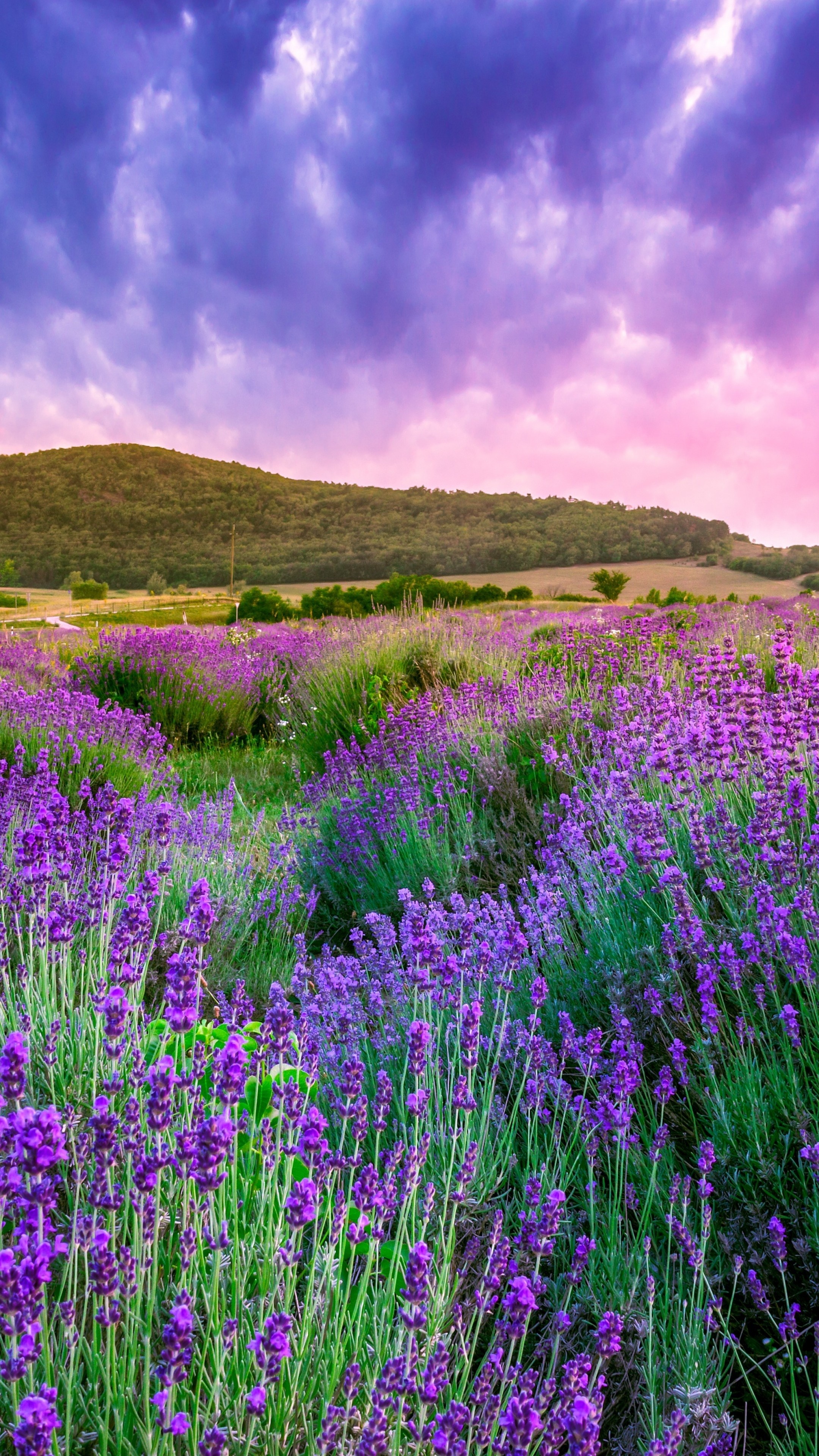 Flower Field: Lavender bloom, Provence, France, Europe. 2160x3840 4K Background.