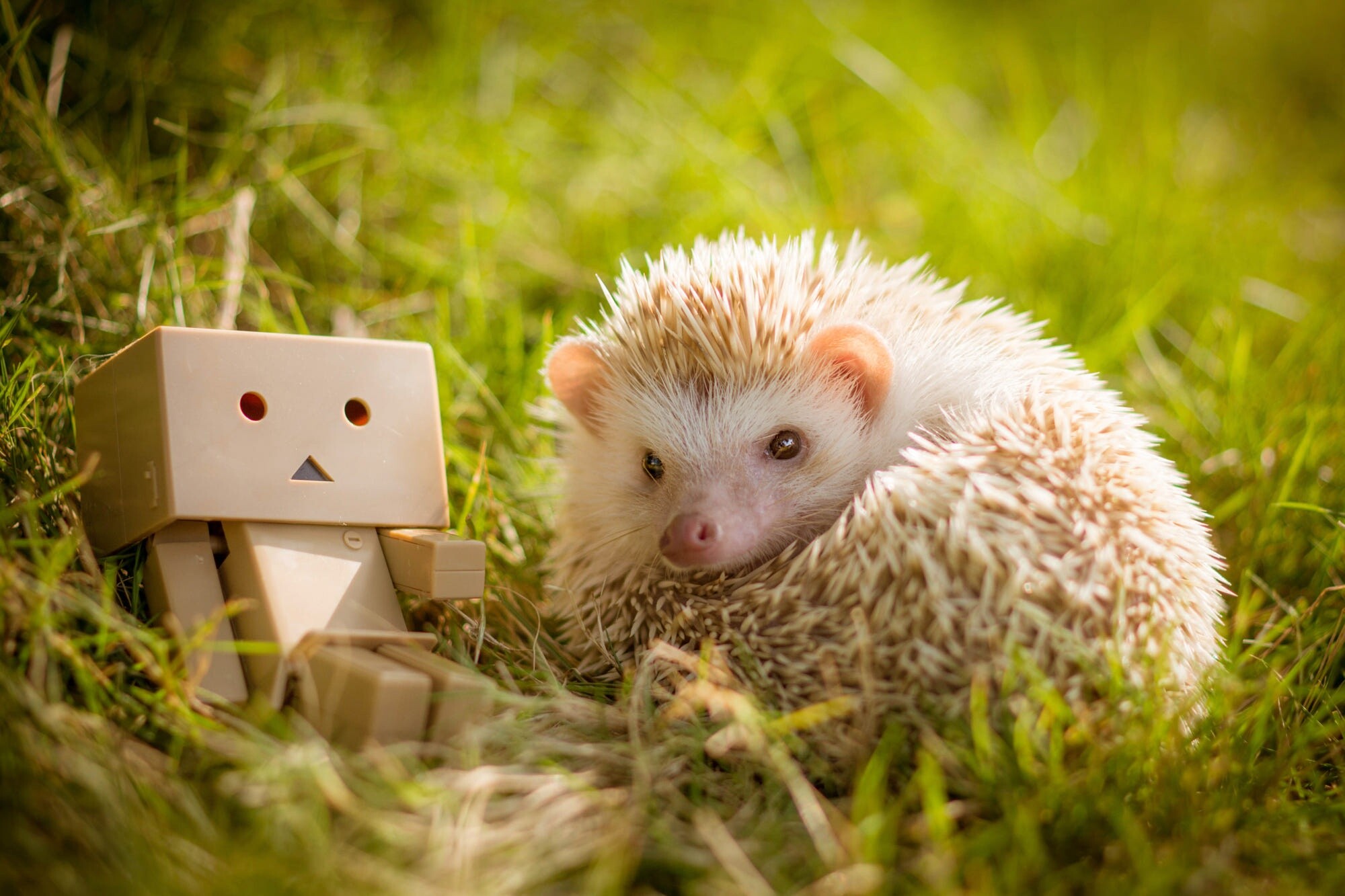 Hedgehog: Its natural enemies are foxes, ferrets, mongooses, and owls. 2000x1340 HD Background.