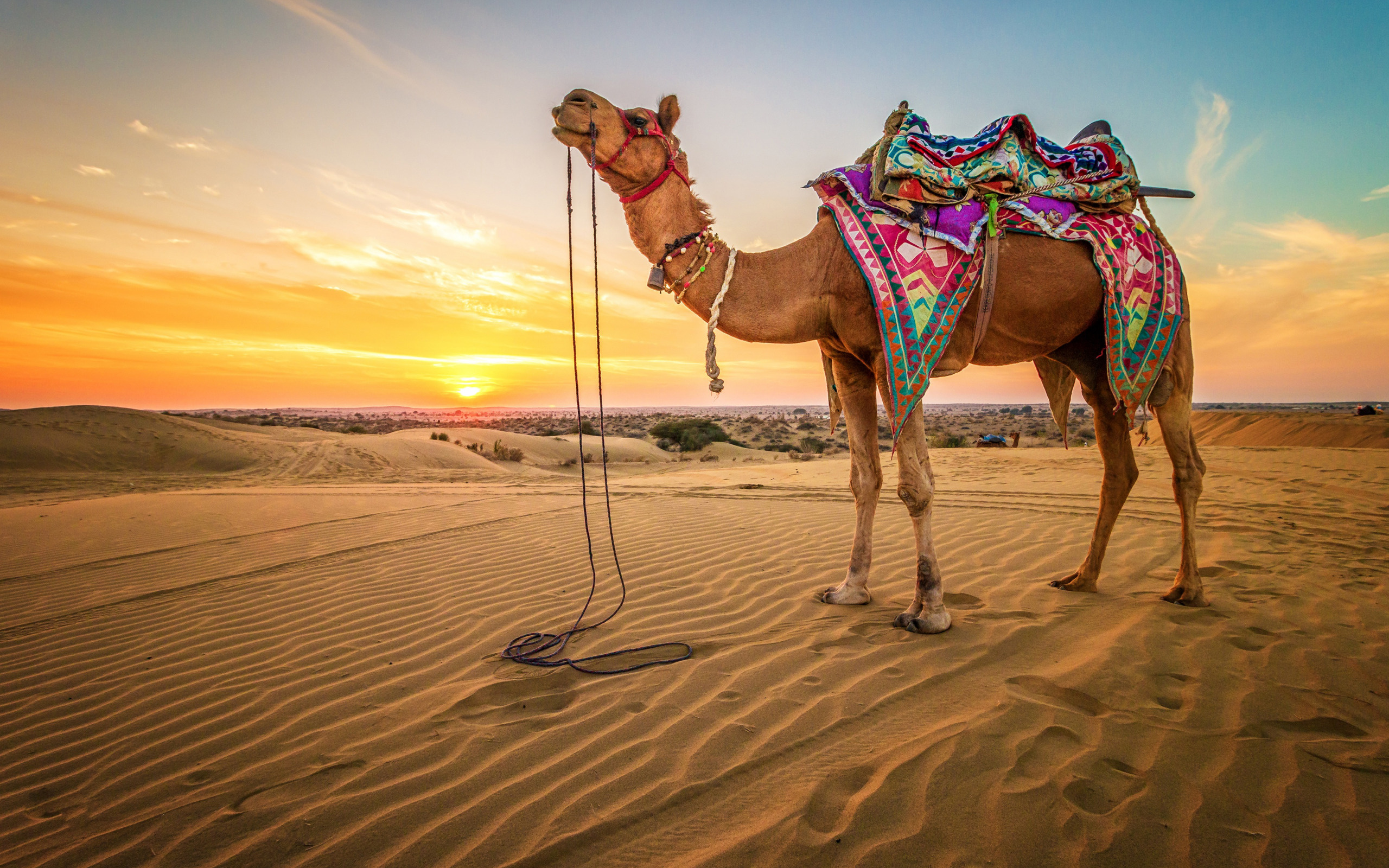 Skyline beauty, Desert horizon, Camel section, Animals in nature, 2560x1600 HD Desktop