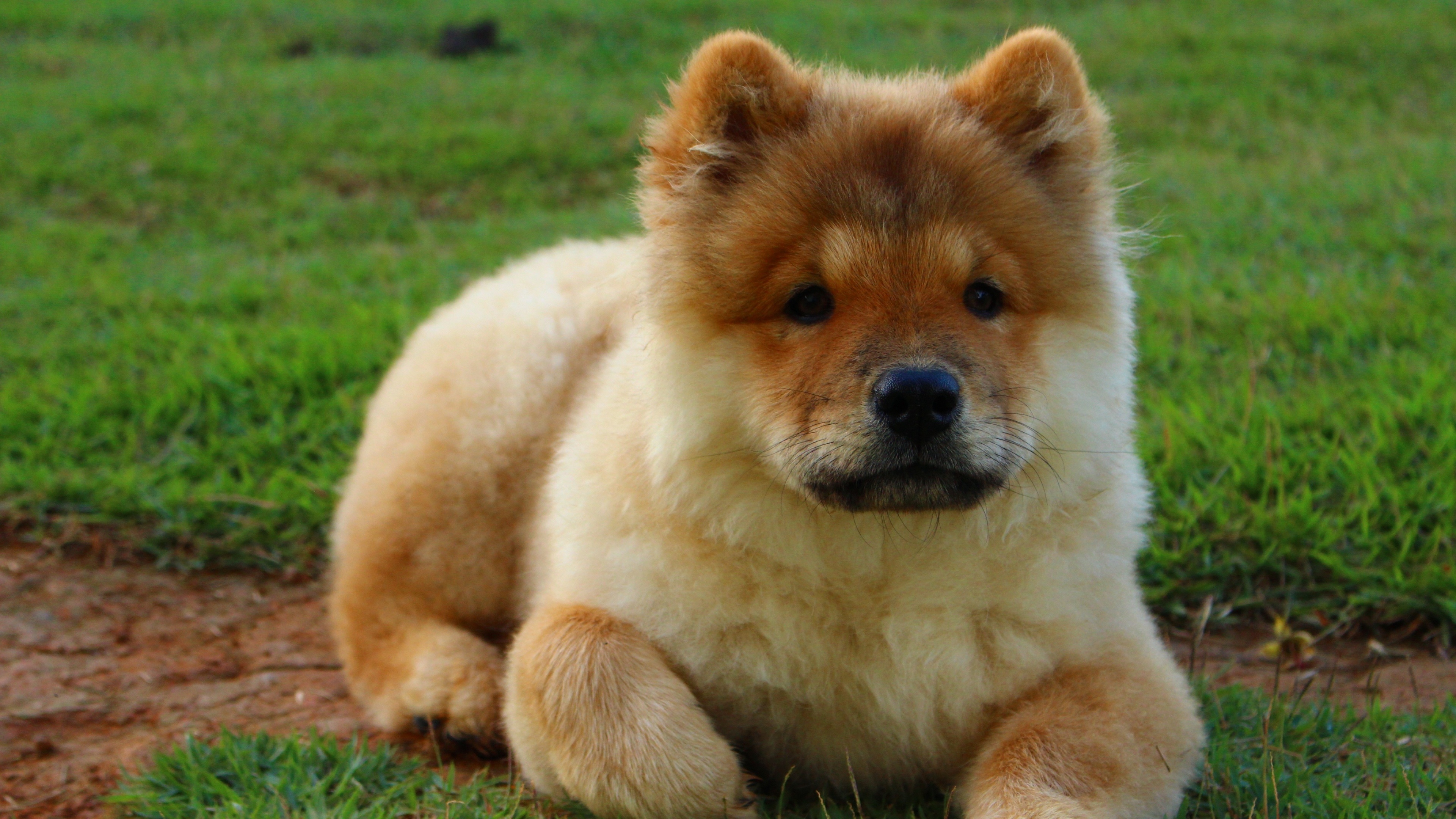 Dog breeds, Customizable theme pack, Chow Chow included, 3840x2160 4K Desktop