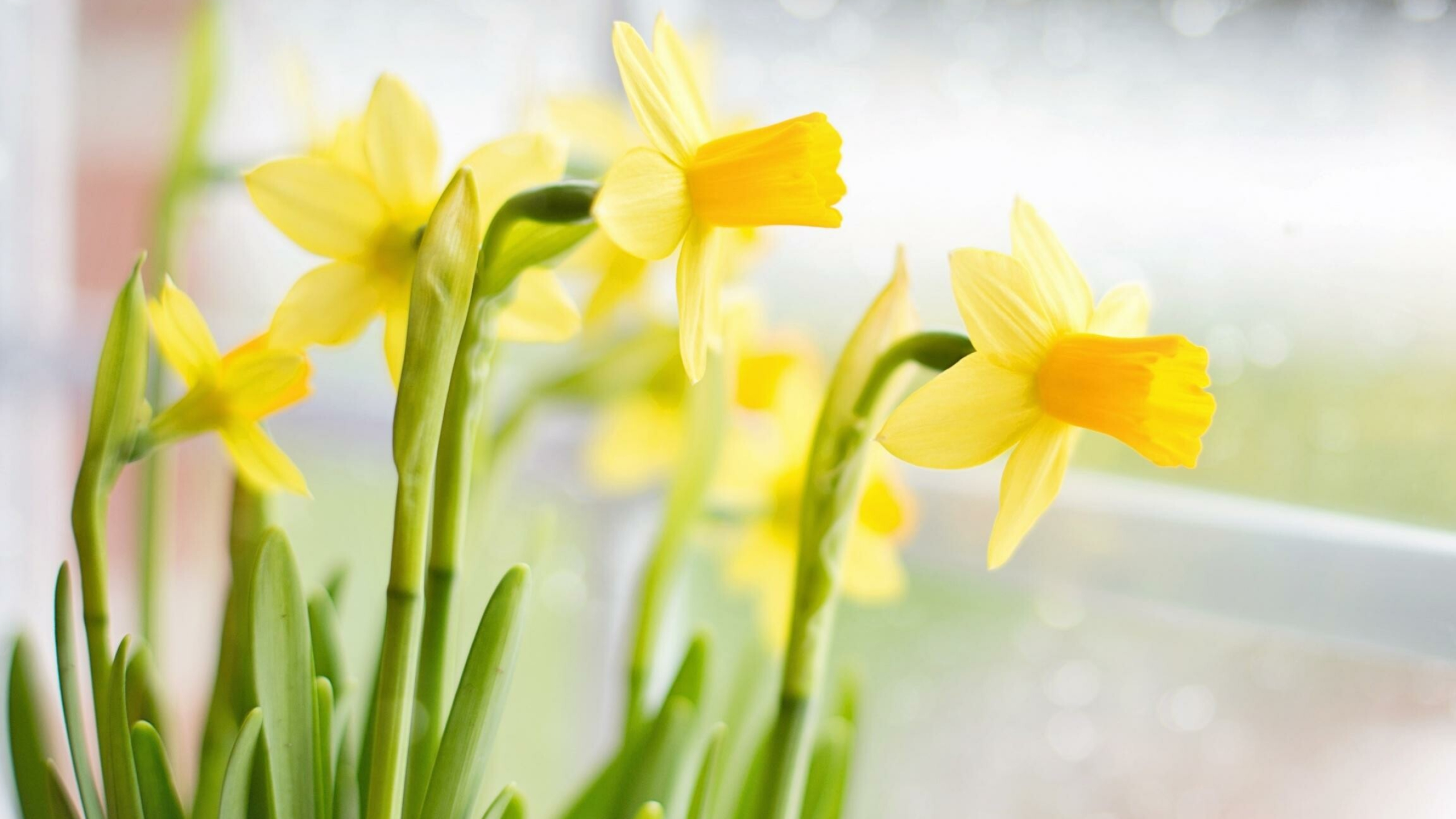 Daffodil: The species are native to meadows and woods in southern Europe and North Africa with a centre of diversity in the Western Mediterranean, particularly the Iberian peninsula. 2560x1440 HD Wallpaper.