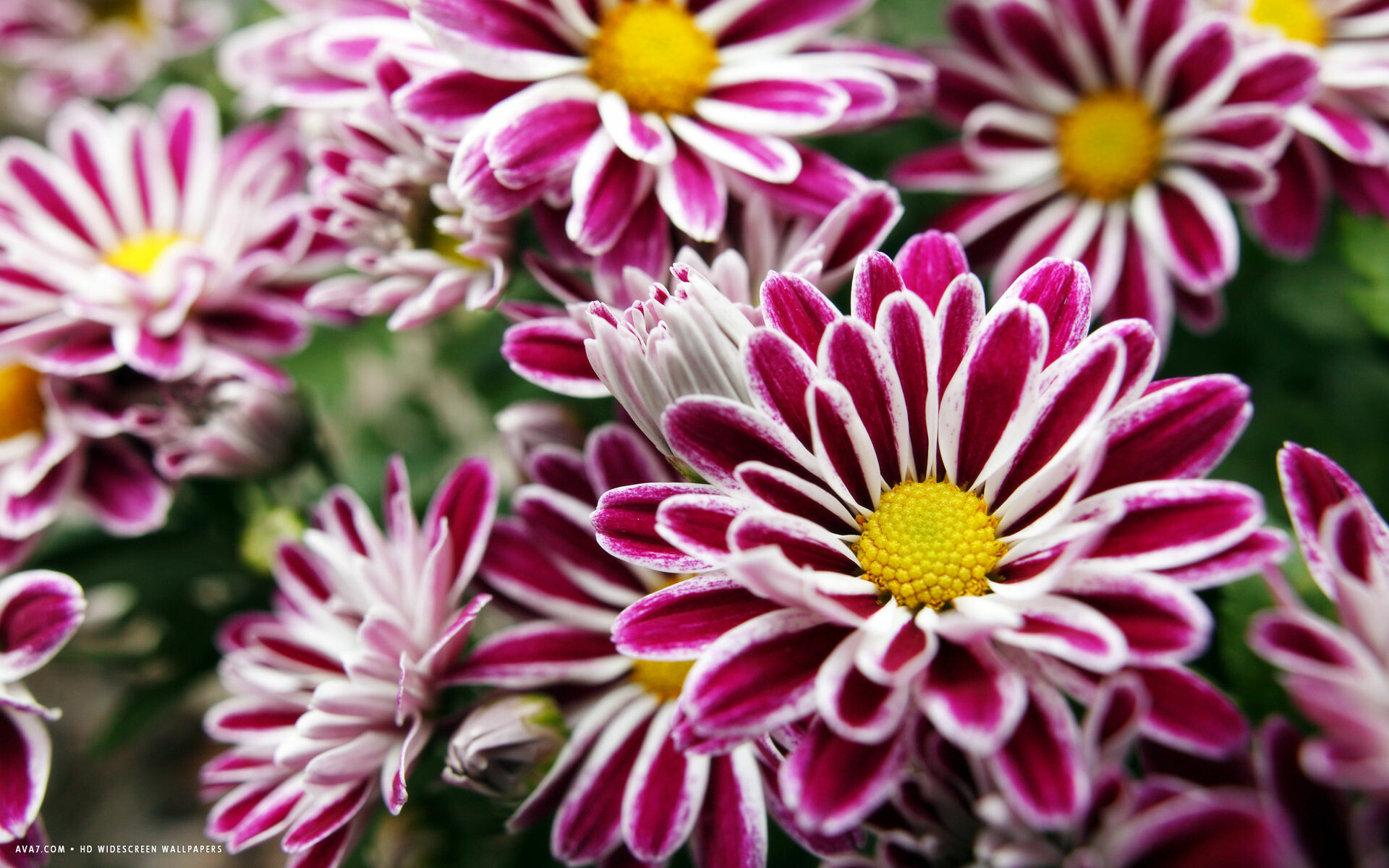 Chrysanthemum: This hardy perennial is best planted in spring, blooming throughout the fall. 1920x1200 HD Wallpaper.