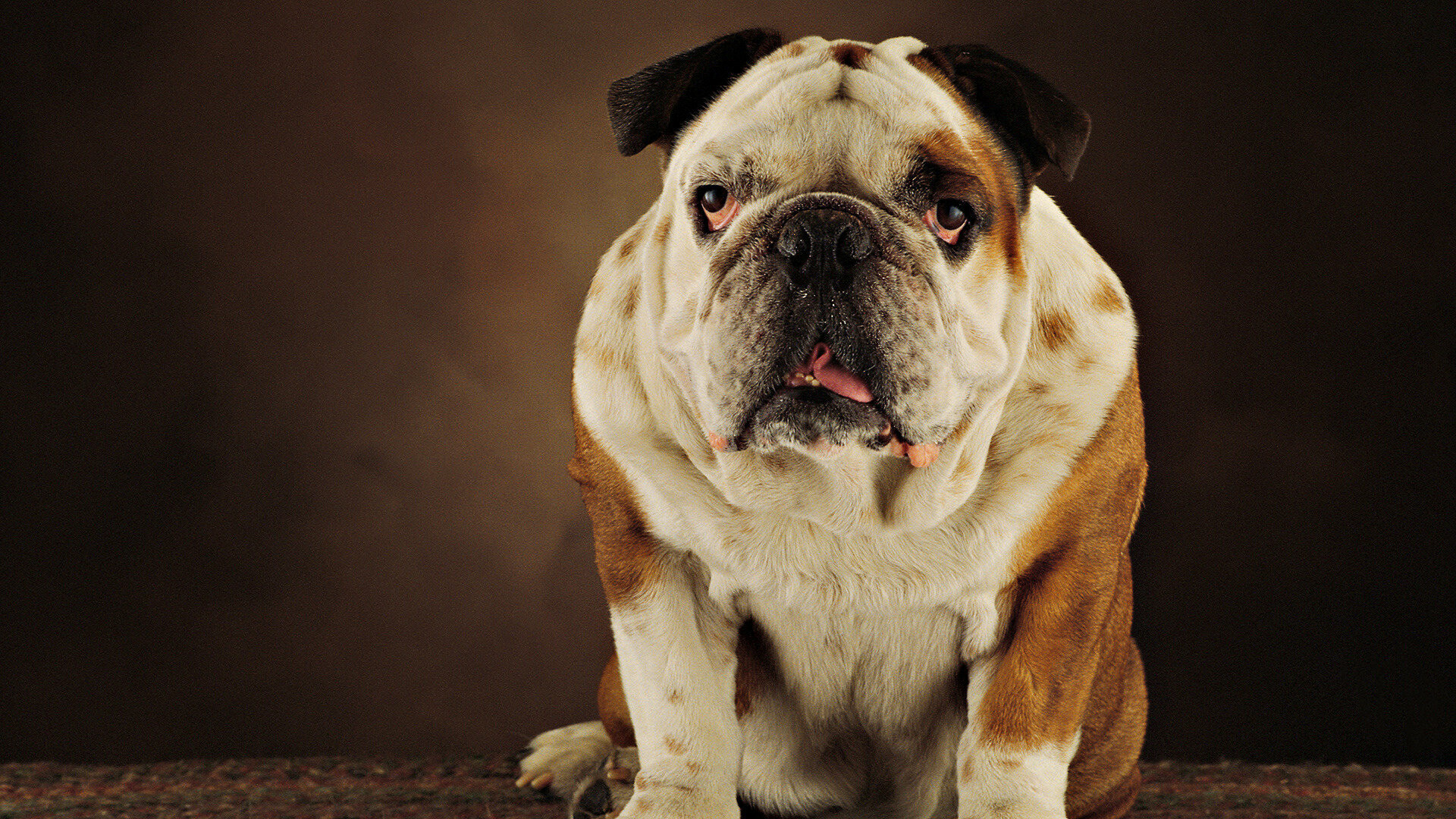 Bulldog: It is placed in the nonsporting group of the American Kennel Club. 1920x1080 Full HD Wallpaper.