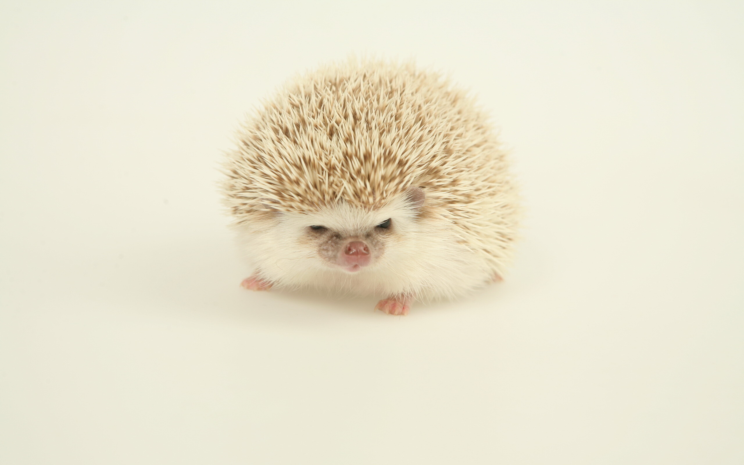 Hedgehog: The species occasionally perform a ritual called anointing. 2560x1600 HD Wallpaper.