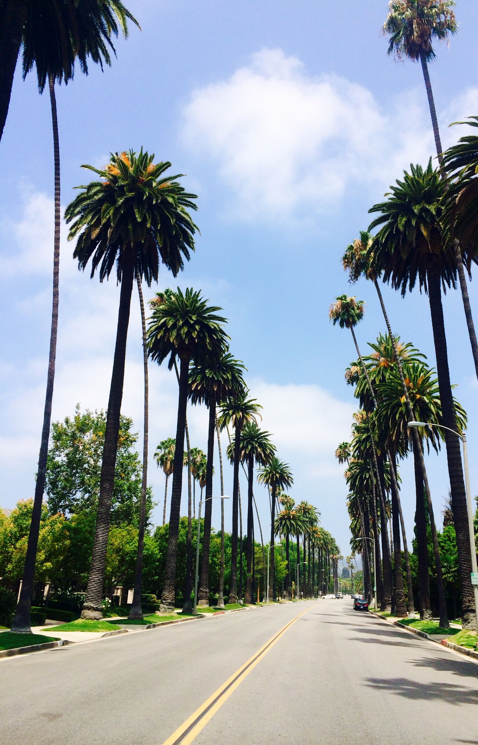 Beverly Hills, Palm trees wallpaper, Scenery, 1540x2400 HD Phone