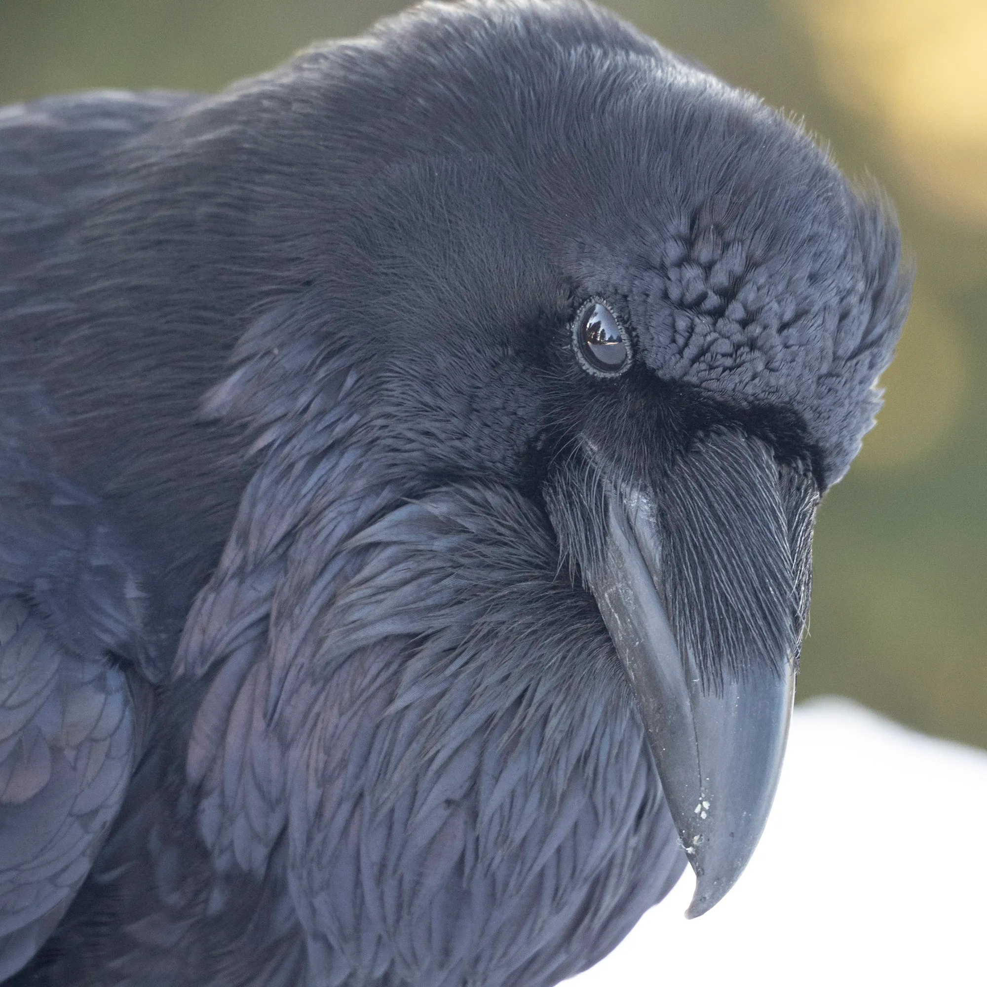 Ravens, Urban nature enthusiast, Bird, Wildlife, 2000x2000 HD Handy
