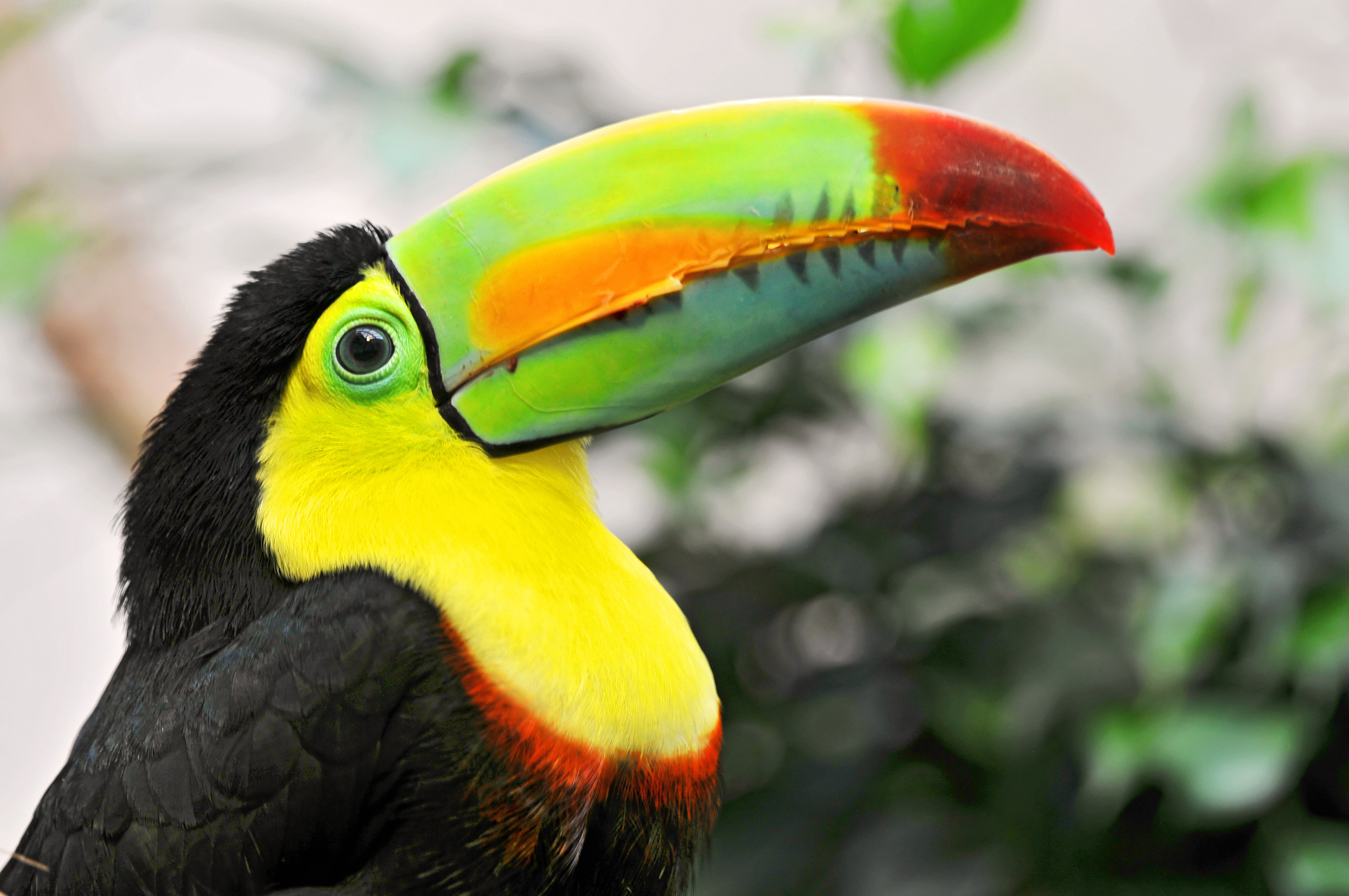 Toucan, 130 colorful wallpapers, Exotic bird photos, Tropical beauty, 3170x2100 HD Desktop