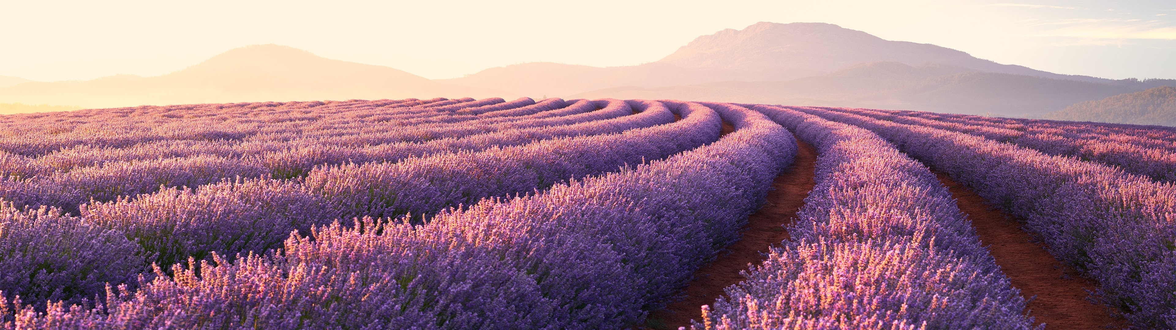 Flower lavender, Scenic sunrise, Nature's beauty, Wallpaper, 3840x1080 Dual Screen Desktop