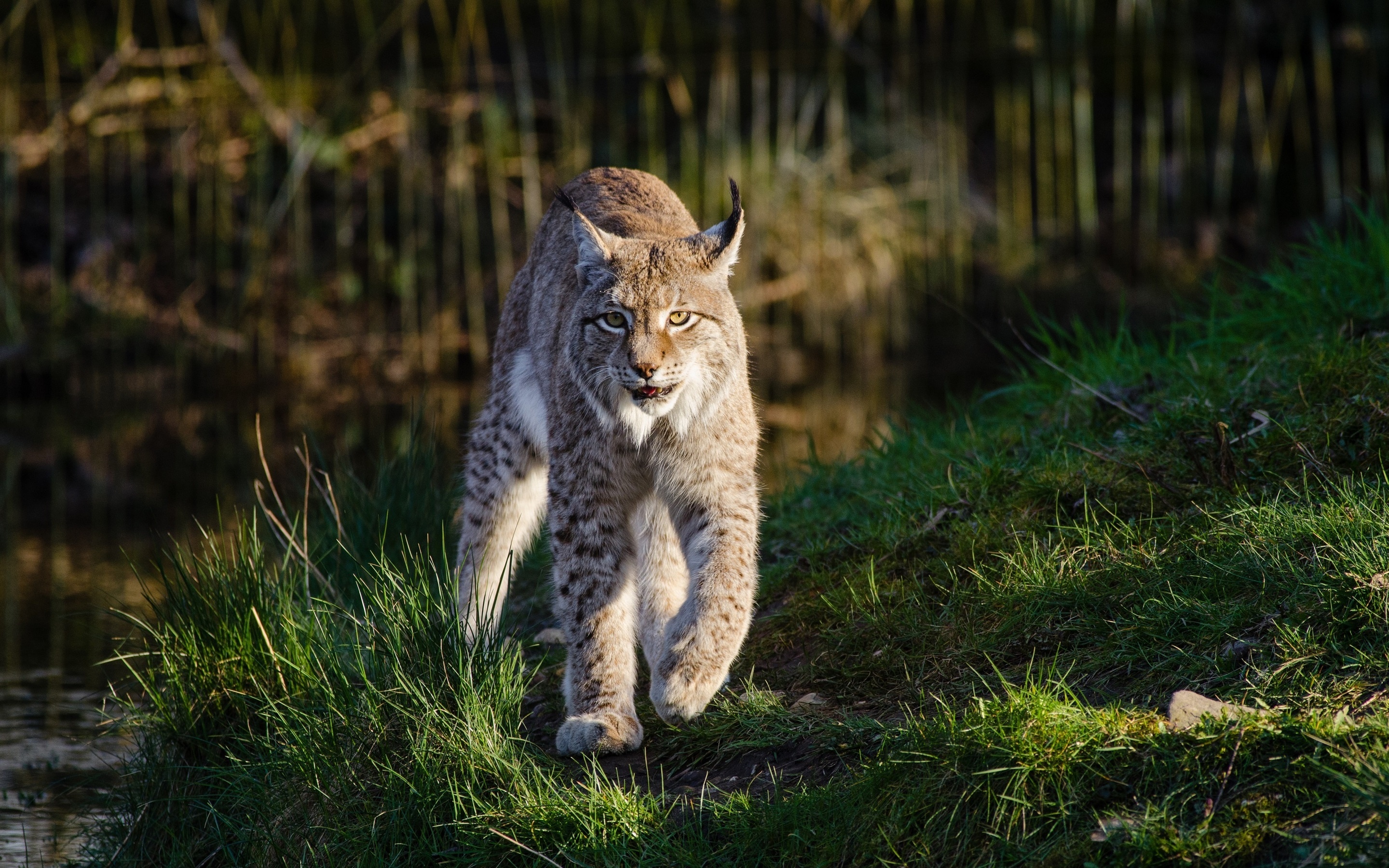 Lynx beauty, Retina display, 4K wildlife, Stunning photography, 2880x1800 HD Desktop