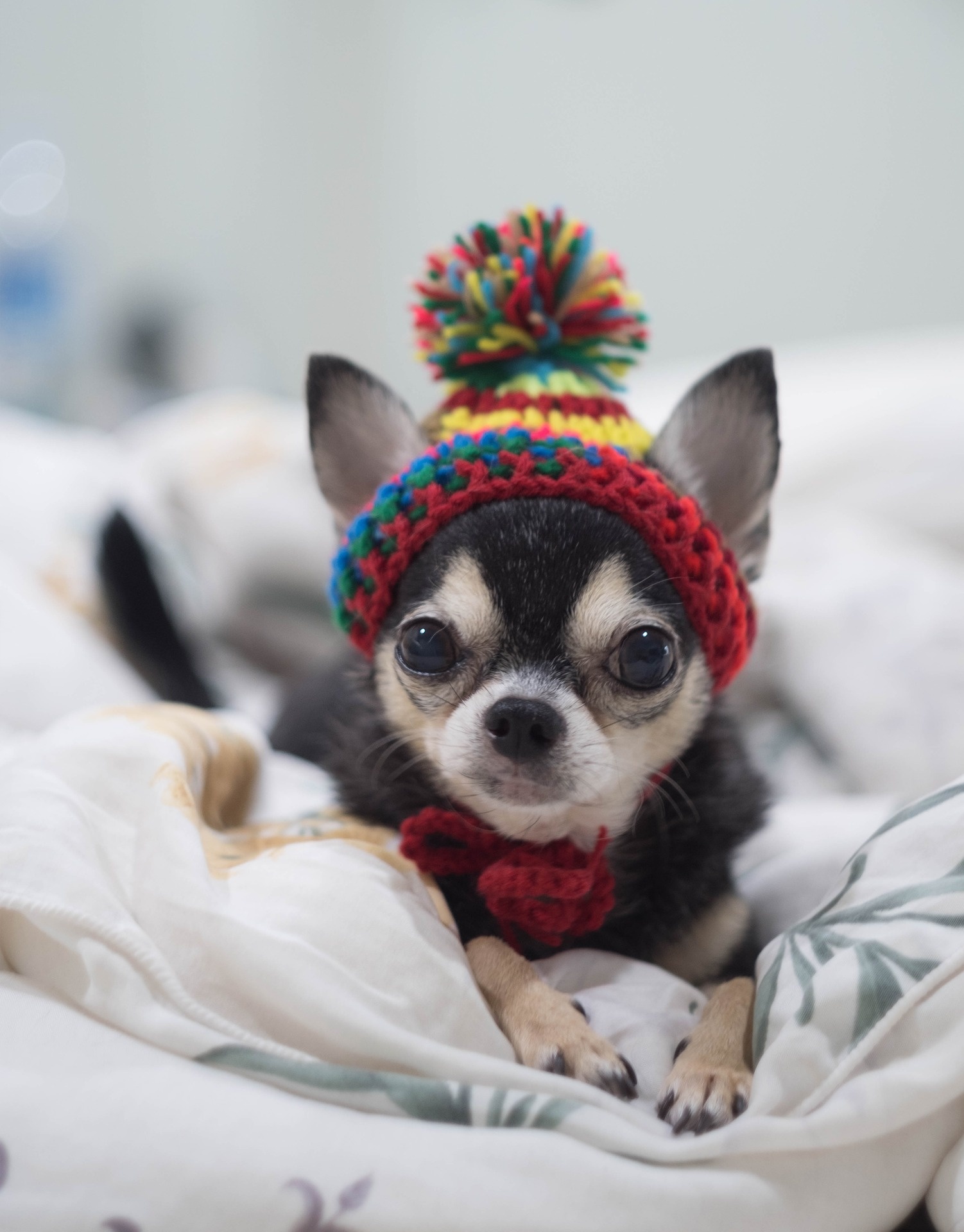 Lively Chihuahua personality, Adorable small size, Playful companion, 1510x1920 HD Handy