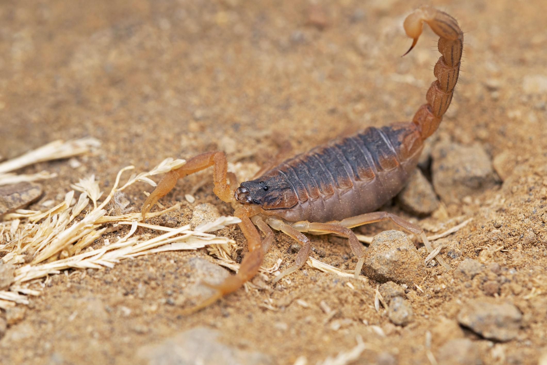 Scorpion (Animal): Males are usually more slender and have longer tails than females. 2130x1420 HD Wallpaper.
