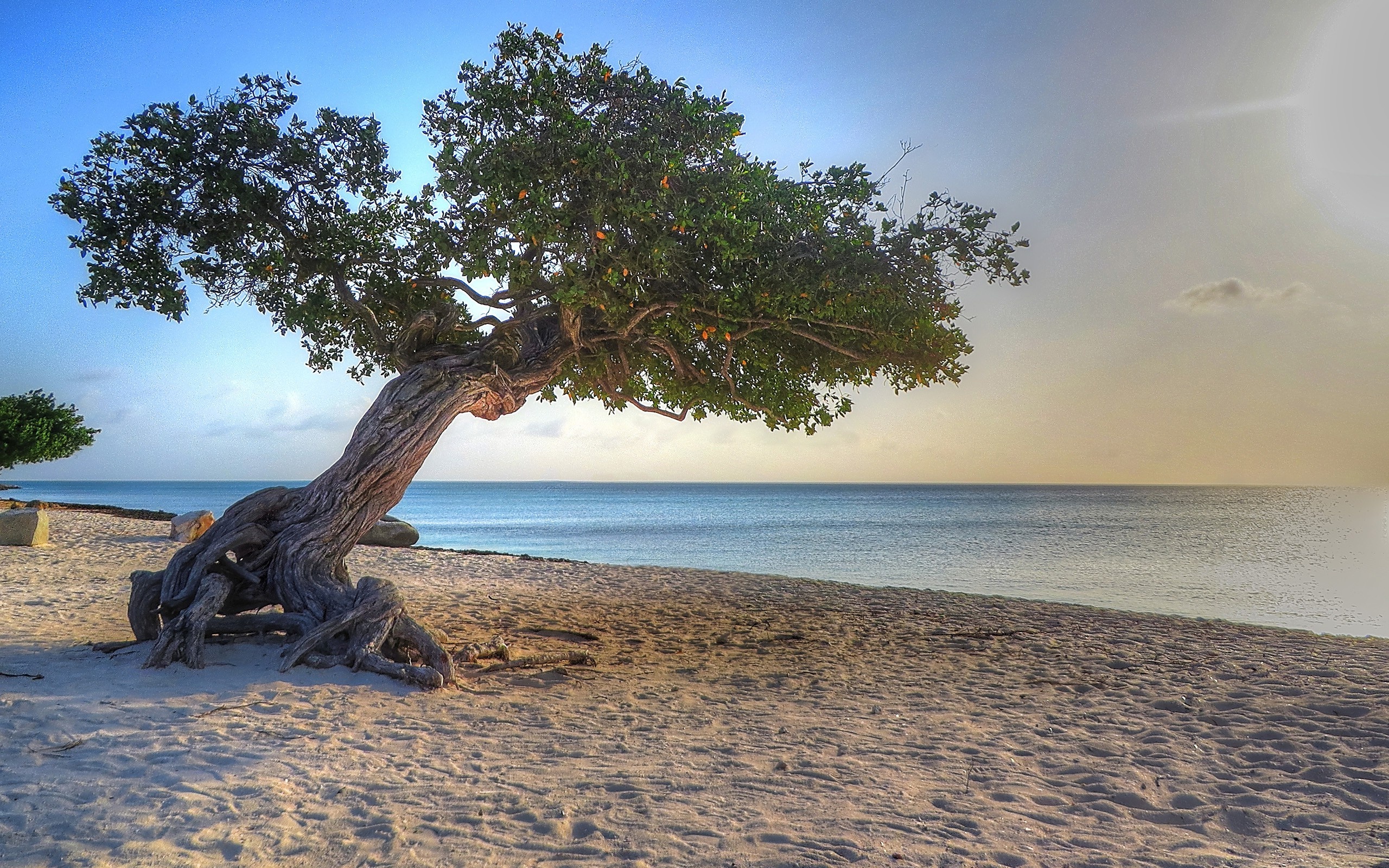 Aruba Island, Beach paradise, Tropical retreat, Island escape, 2560x1600 HD Desktop